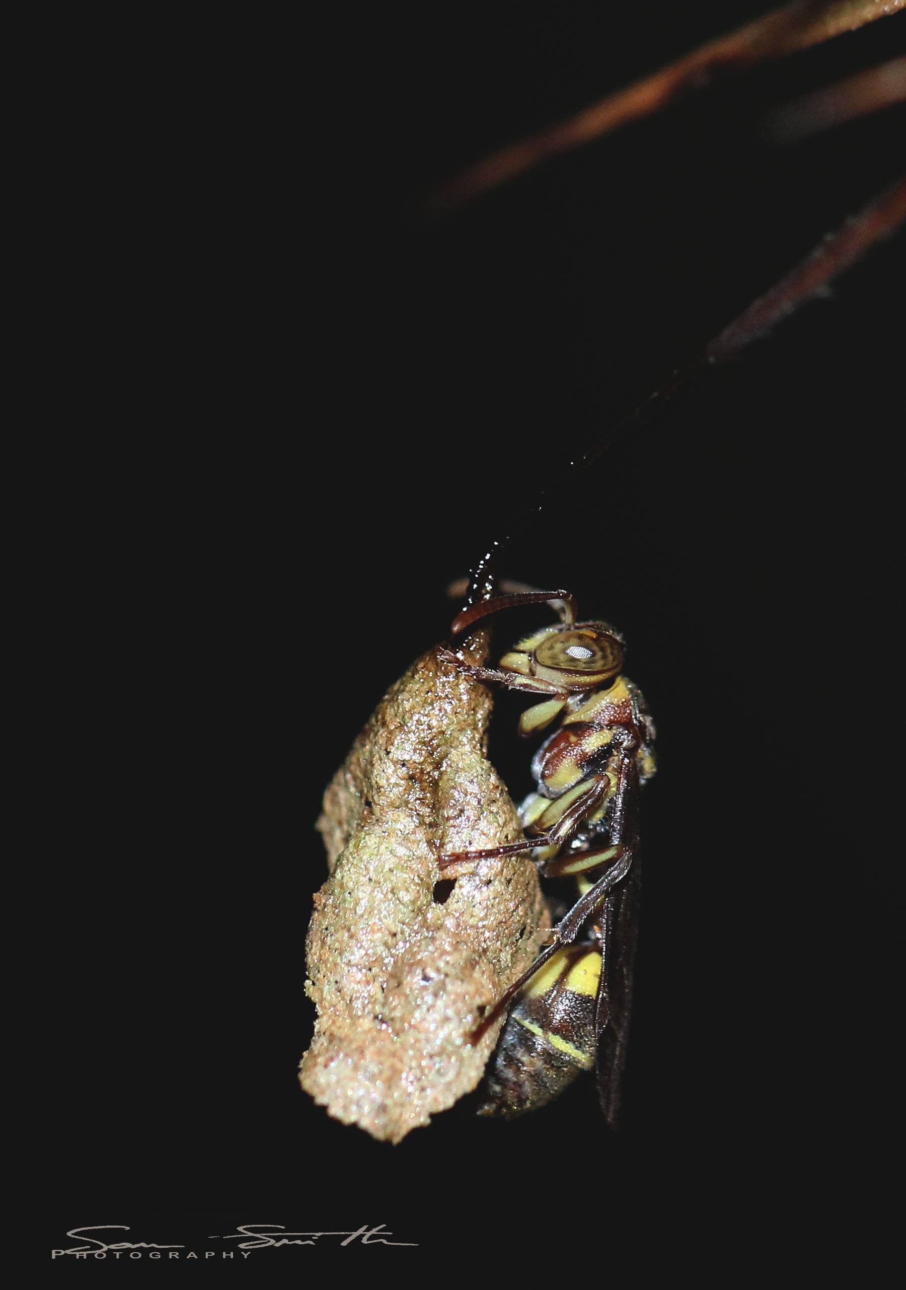 Hymenoptera species 1 - Koh Lanta, Thailand (7).JPG