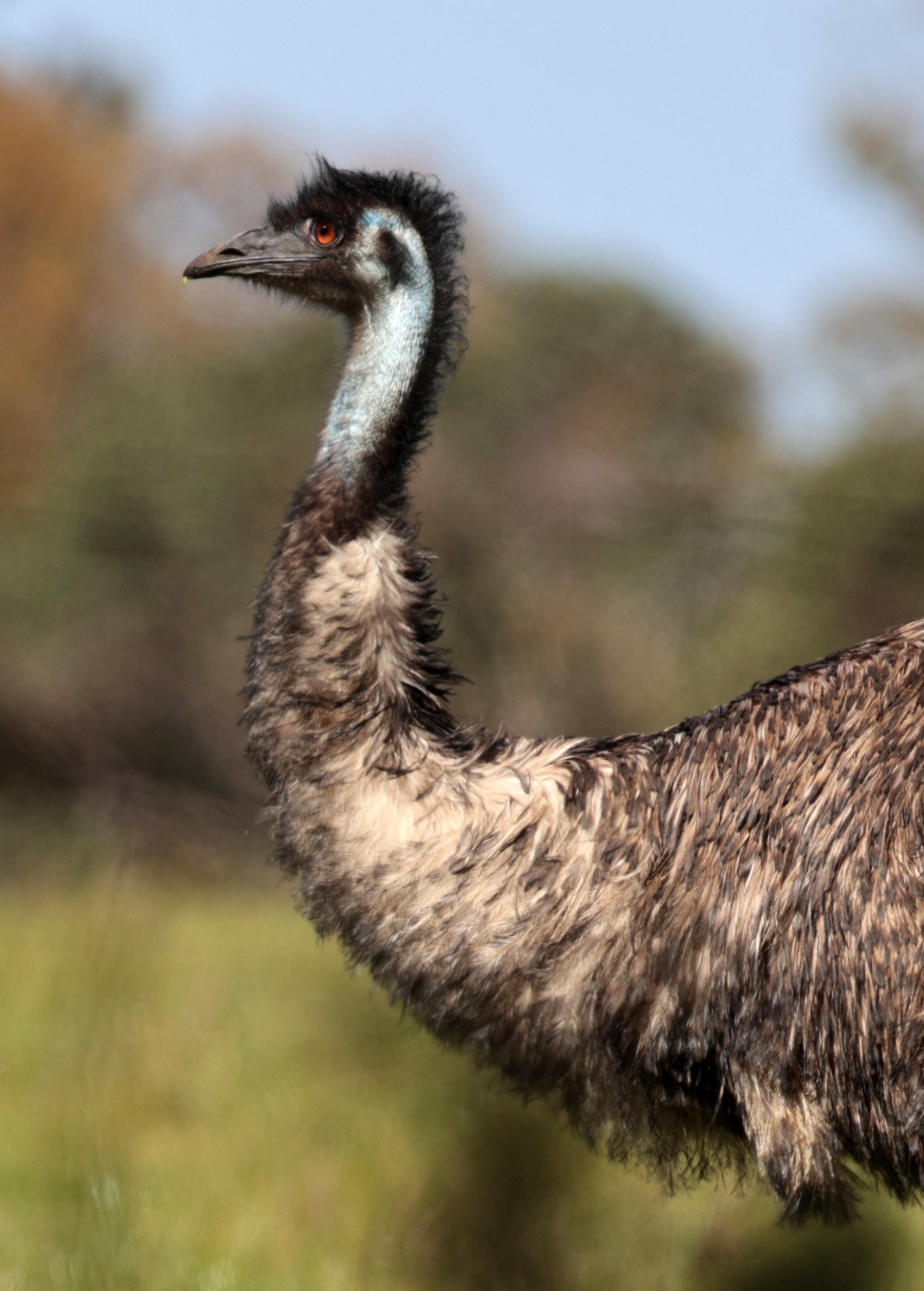 Emu (Dromaius novaehollandiae) Mt Frankland NP - Western Australia (59).jpg