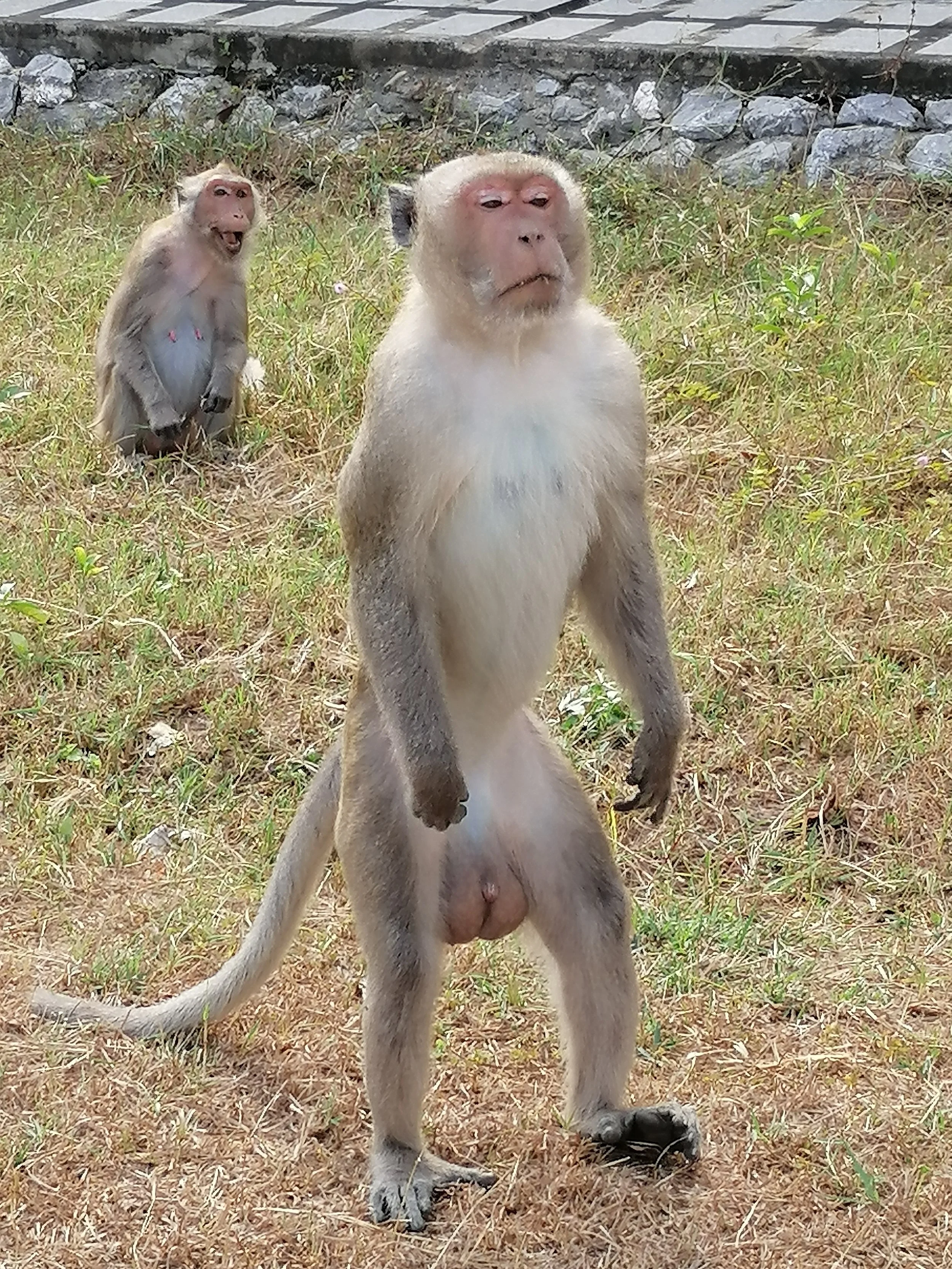 Note the long tail and the ability to become bipedal very easily.