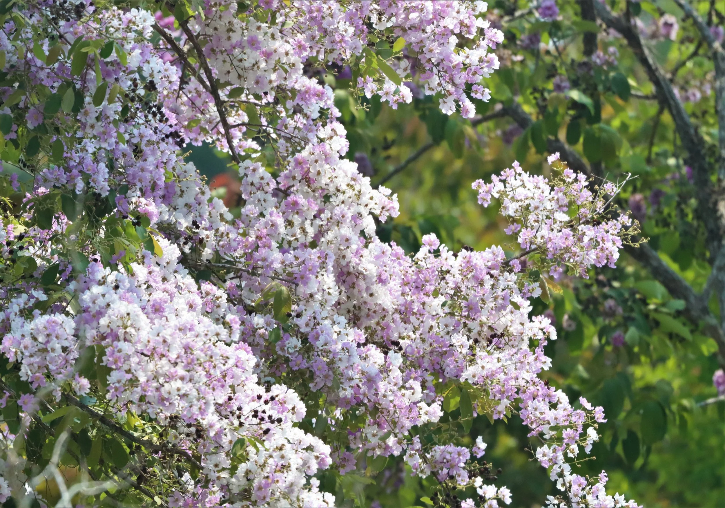 Lagerstroemia floribunda, also known as Thai crape myrtle and kedah bungor, is a species of flowering plant in the family Lythraceae. It is native of the tropical region of Southeast Asia.