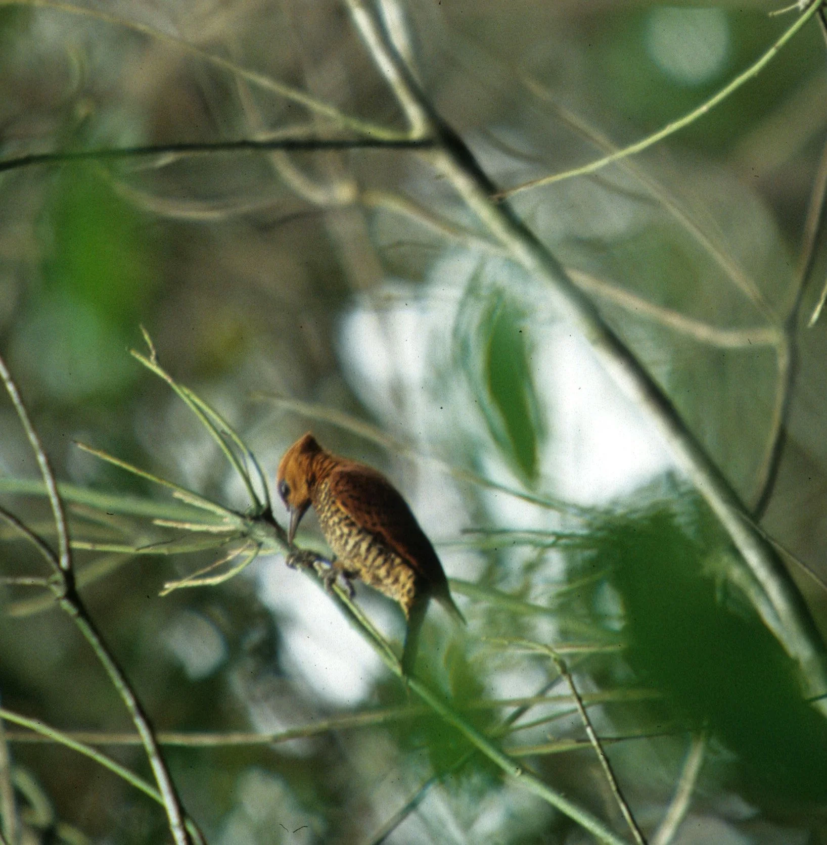 BIRD - WOODPECKER - CINNAMON - PANAMA A.jpg