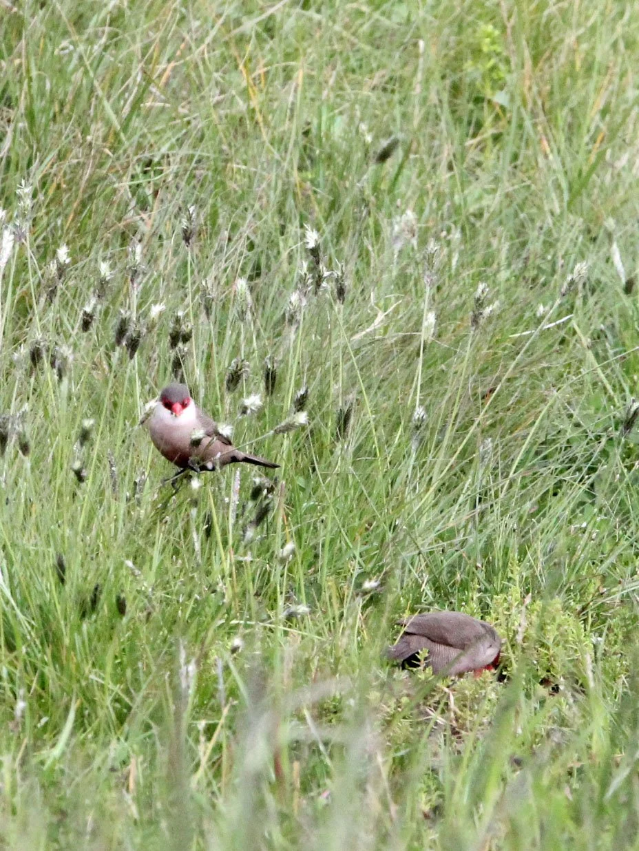 Common waxbill (Estrilda astrild) Bale Mountains Ethiopia.JPG