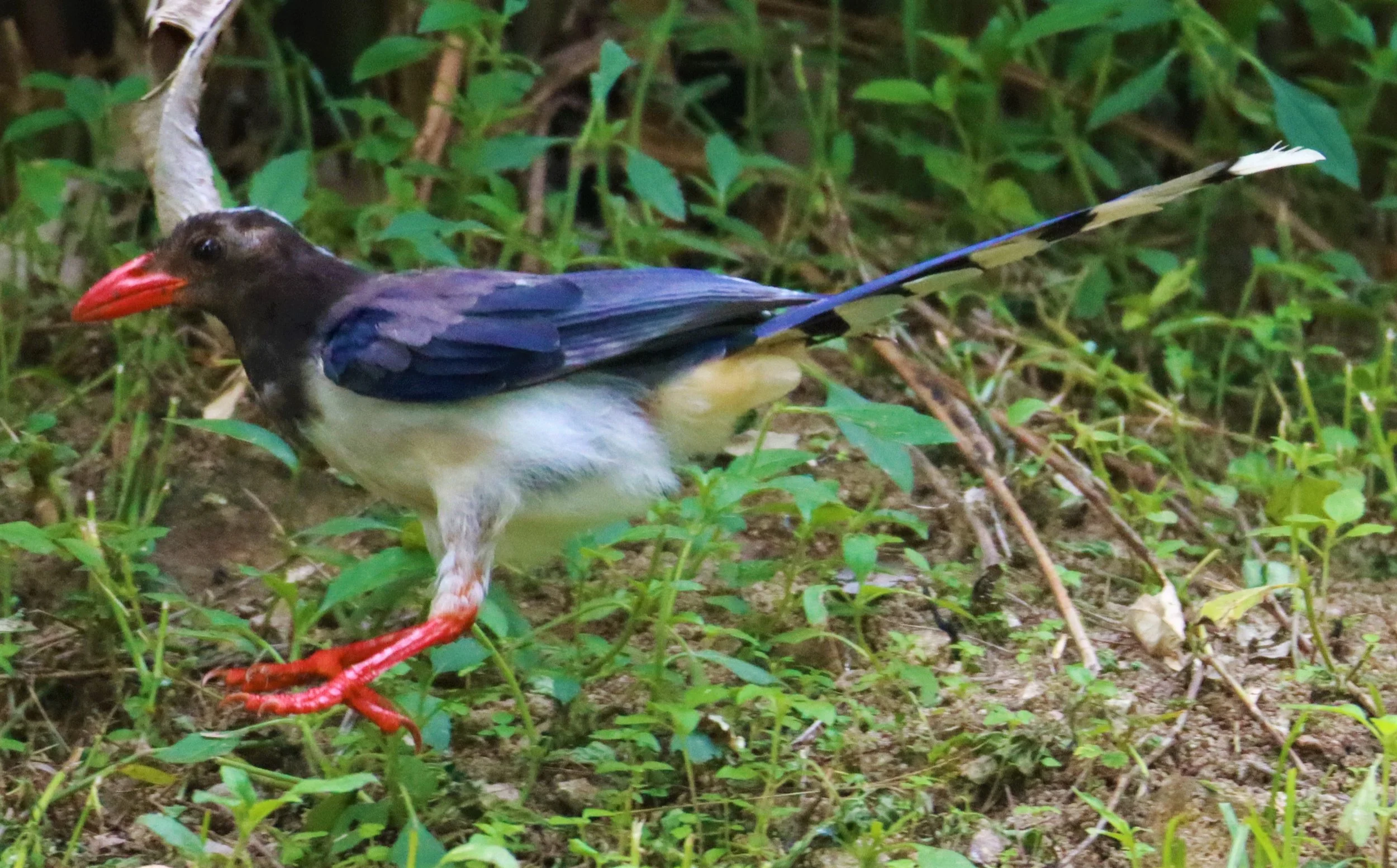 MAGPIE - BLUE MAGPIE - Urocissa erythrorhyncha - CHONG YEN CAMPSITE MAE WONG NATIONAL PARK (6).jpg