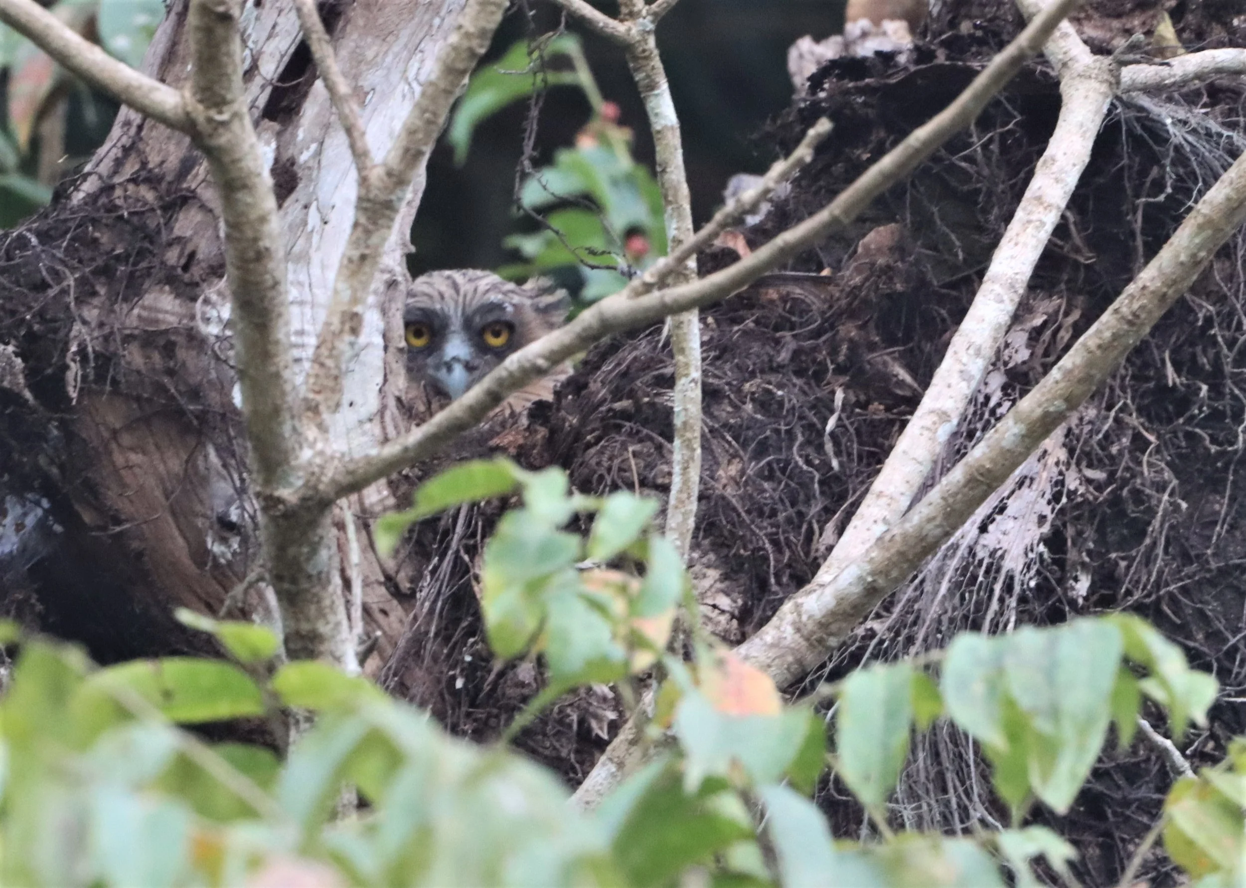 OWL - BUFFY FISH OWL - Ketupa ketupu - KAENG KRACHAN THAILAND (35).jpg