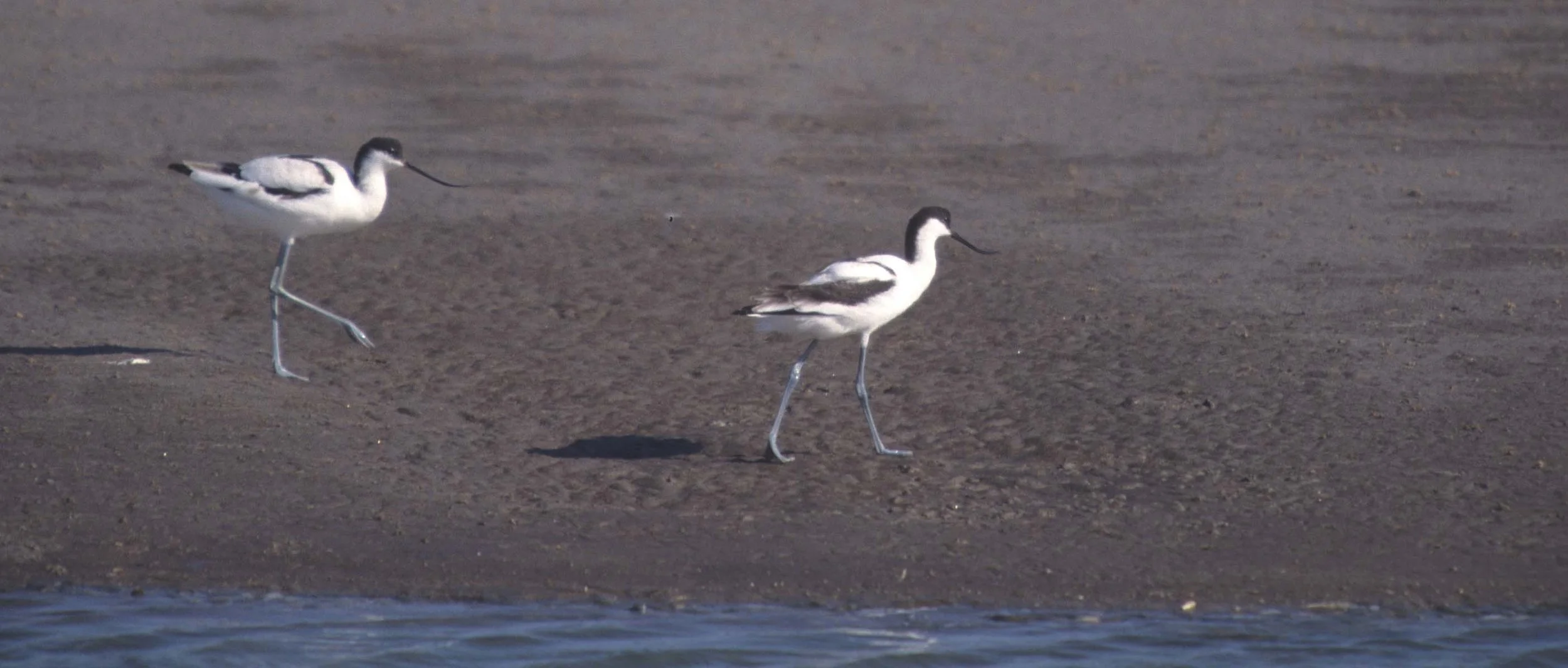 BIRDS - AVOCET - NAMIBIA.jpg