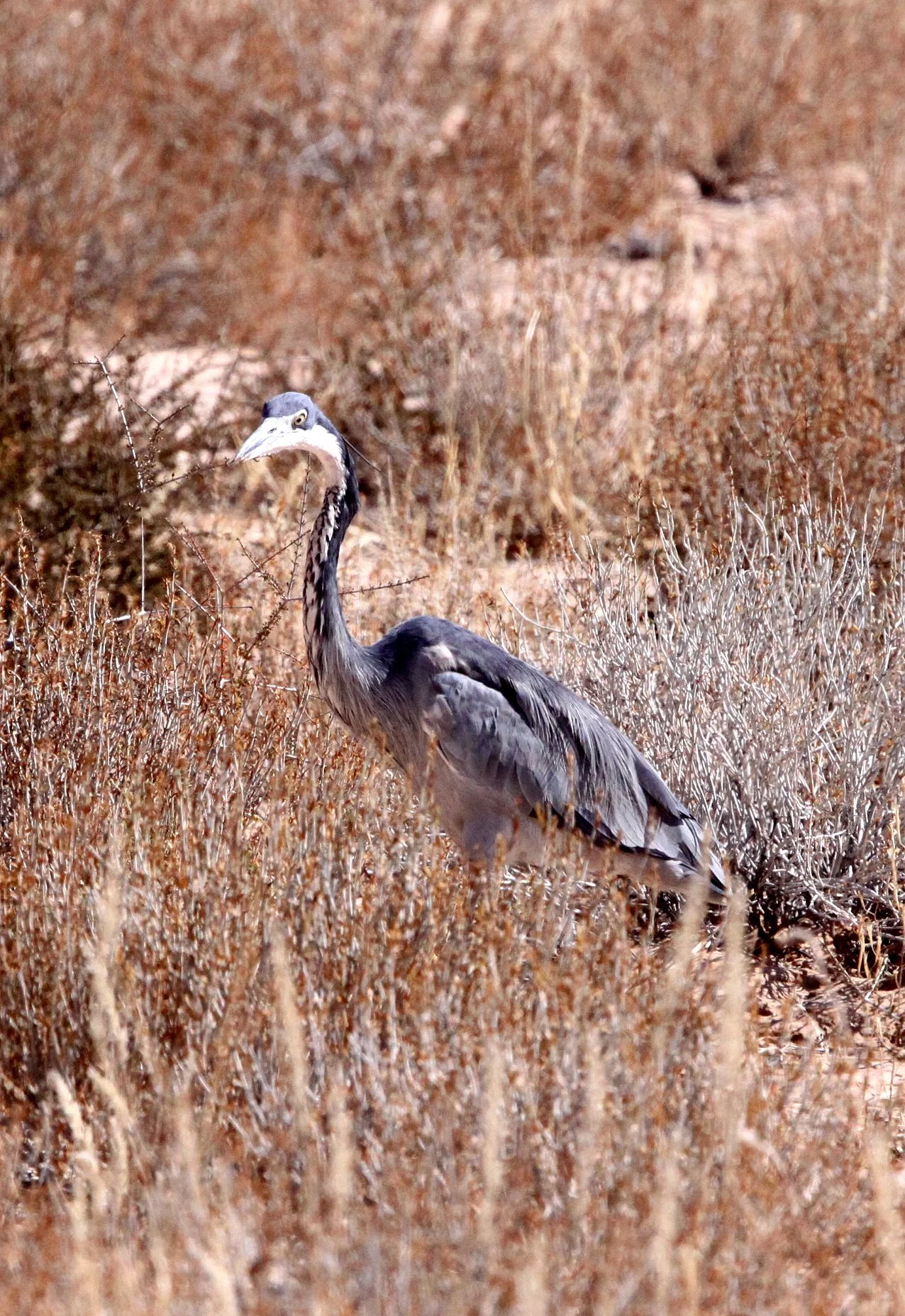 HERON - BLACK-HEADED HERON - Ardea melanocephala - KGALAGADI NATIONAL PARK SOUTH AFRICA (29).JPG