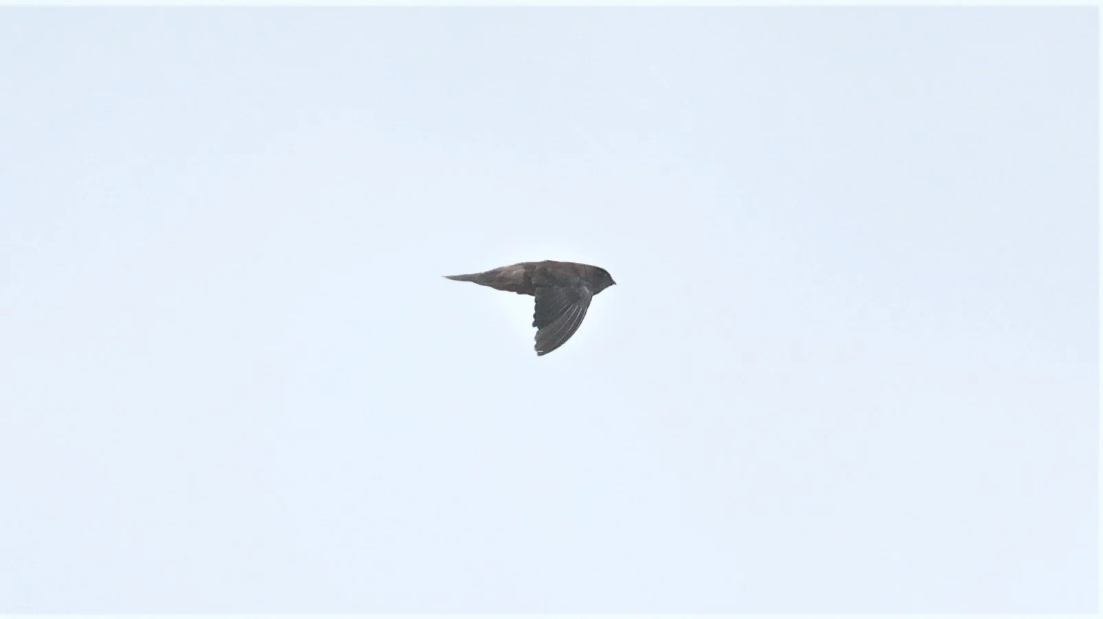 Germain's Swiftlet (Aerodramus germani) Thap Yao Rice Fields Lat Krabang Thailand (4).jpg
