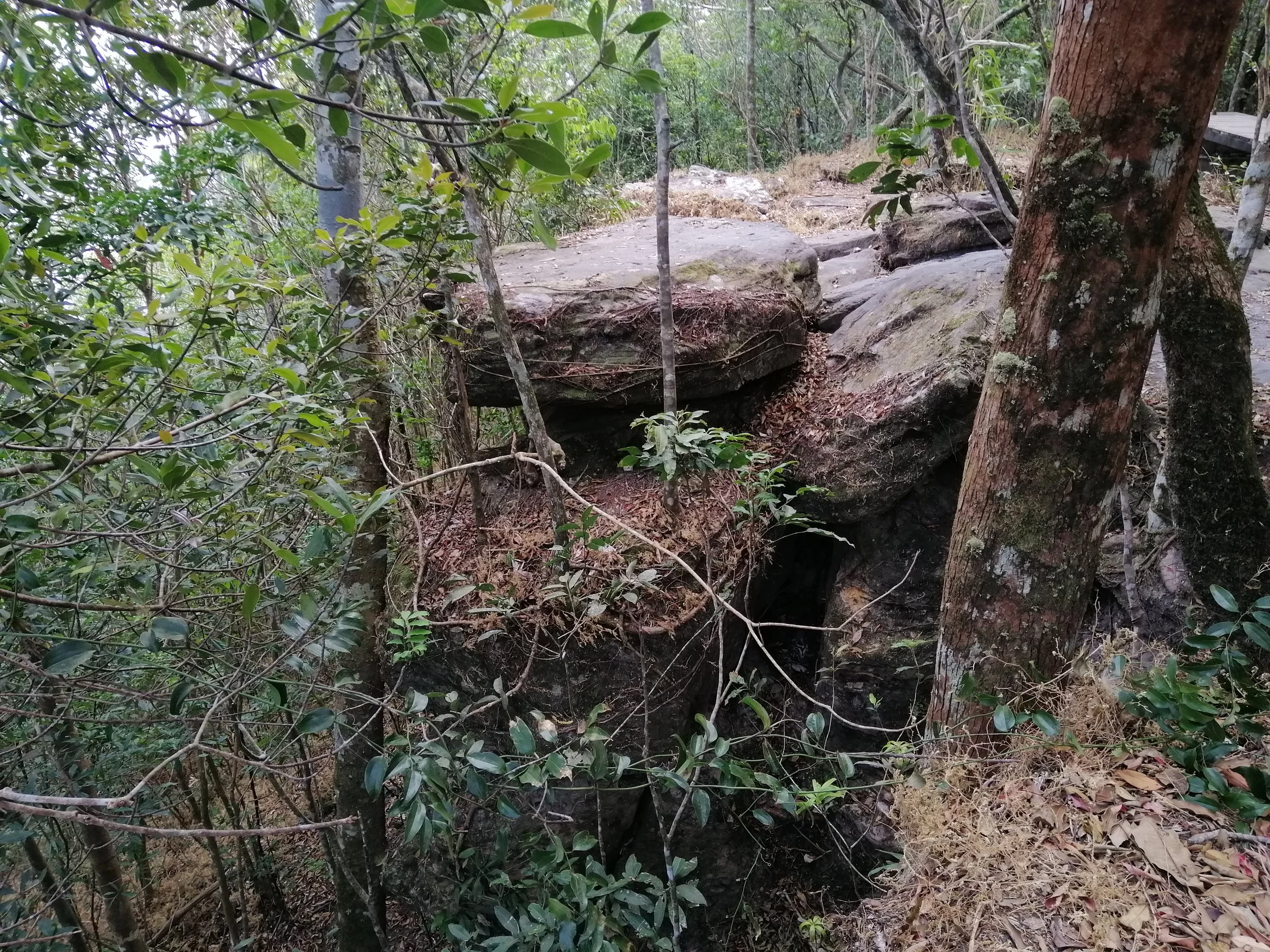 Pha Diew Dai escarpment has many exposed limestone & igneous slabs that only be seen when trekking through the montane forest there.  These are a favorite resting spot for the local Sumatran serows.