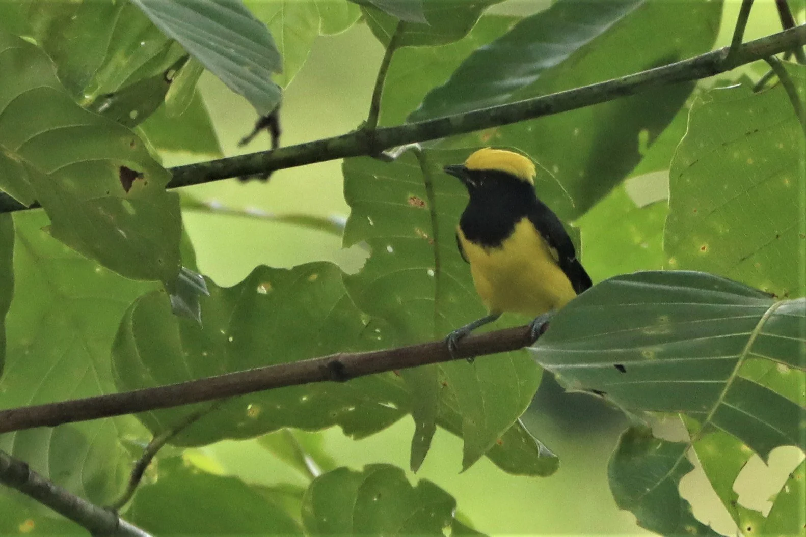 Sultan Tit (Melanochroa sultanea) Kaeng Krachan National Park, Thailand (6).jpg