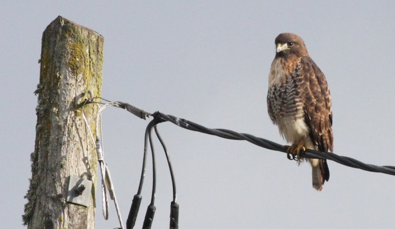 BIRD - HAWK - RED-TAILED HAWK - JAMESTOWN WA (26).JPG