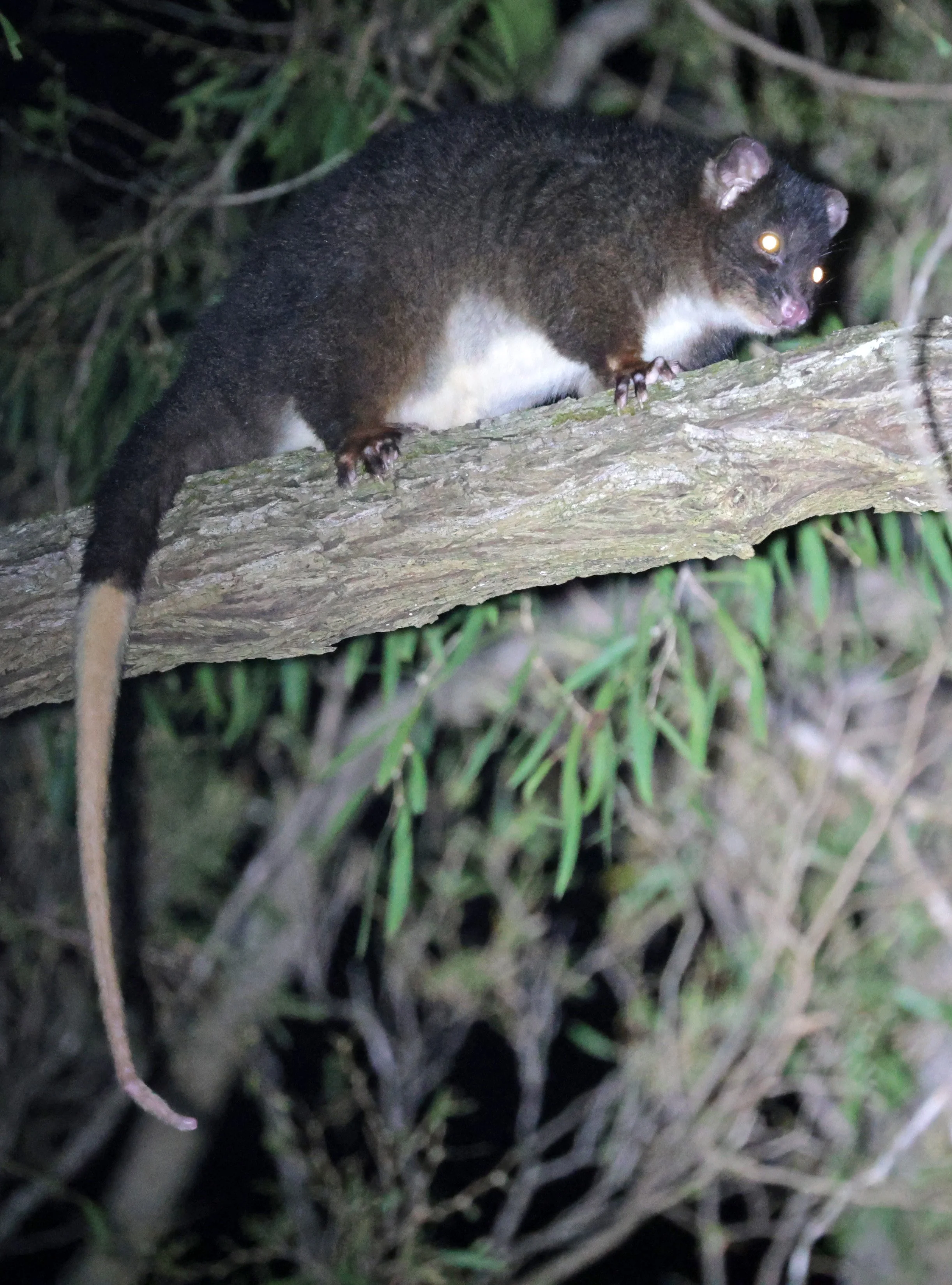 Western Ring-tailed Possum (Pseudocheirus occidentalis) Possum Spotlighting Trail, Brusselton - Western Australia