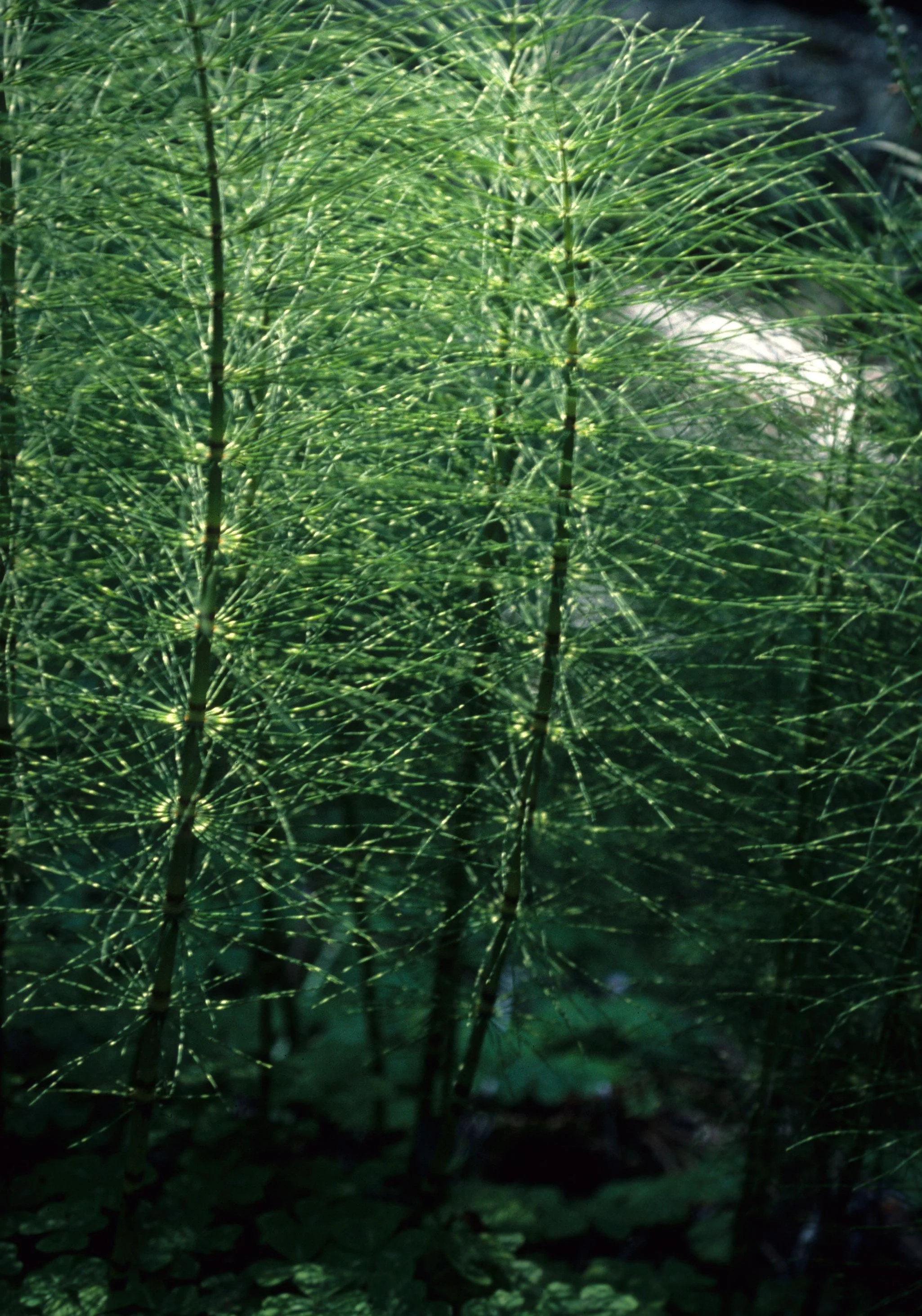 CALIFORNIA - POINT REYES - EQUISETUM SPECIES - HORSETAIL.jpg