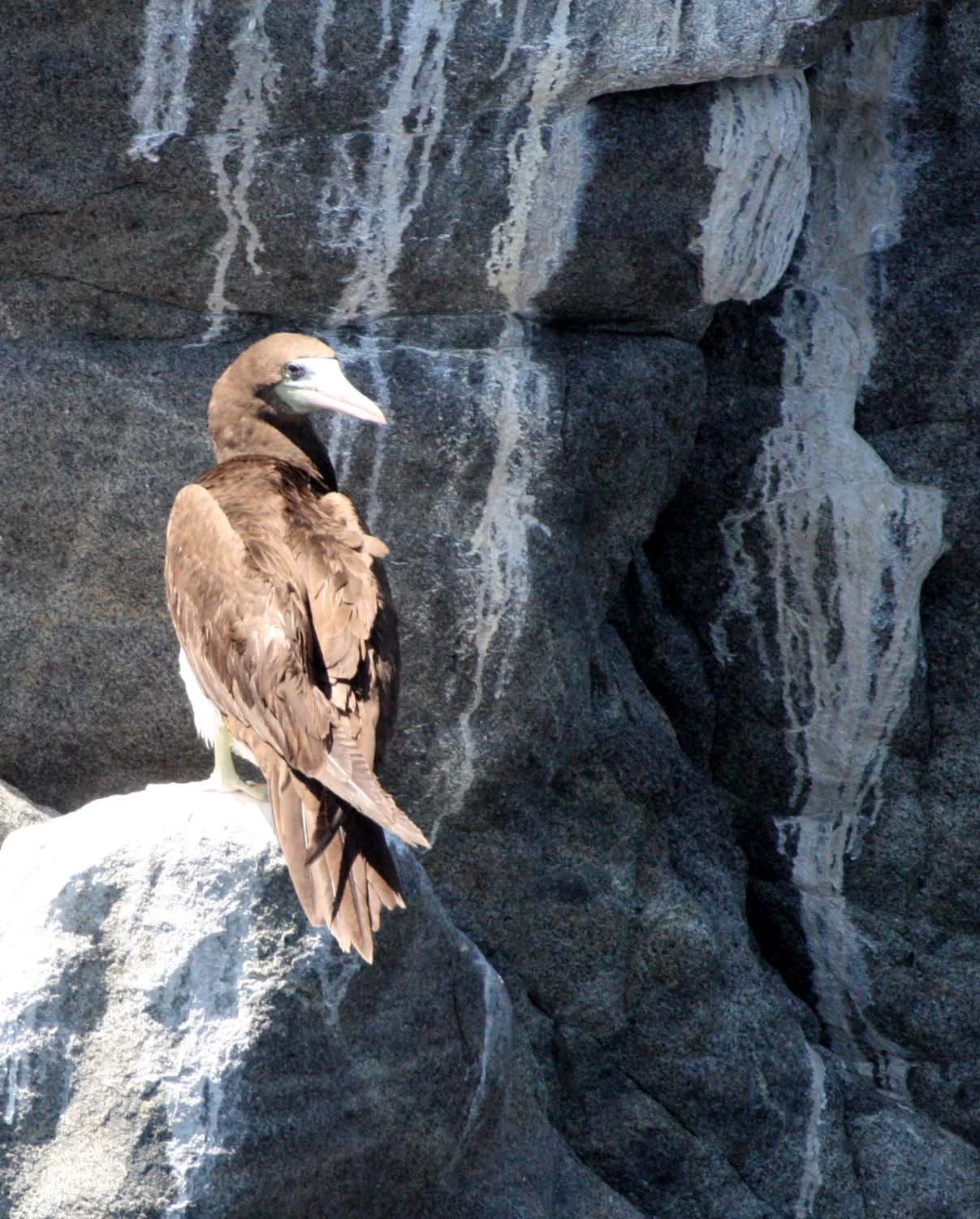 Brown Booby (Sula leucogaster) Santa Catalina Island Baja Mexico (25).JPG