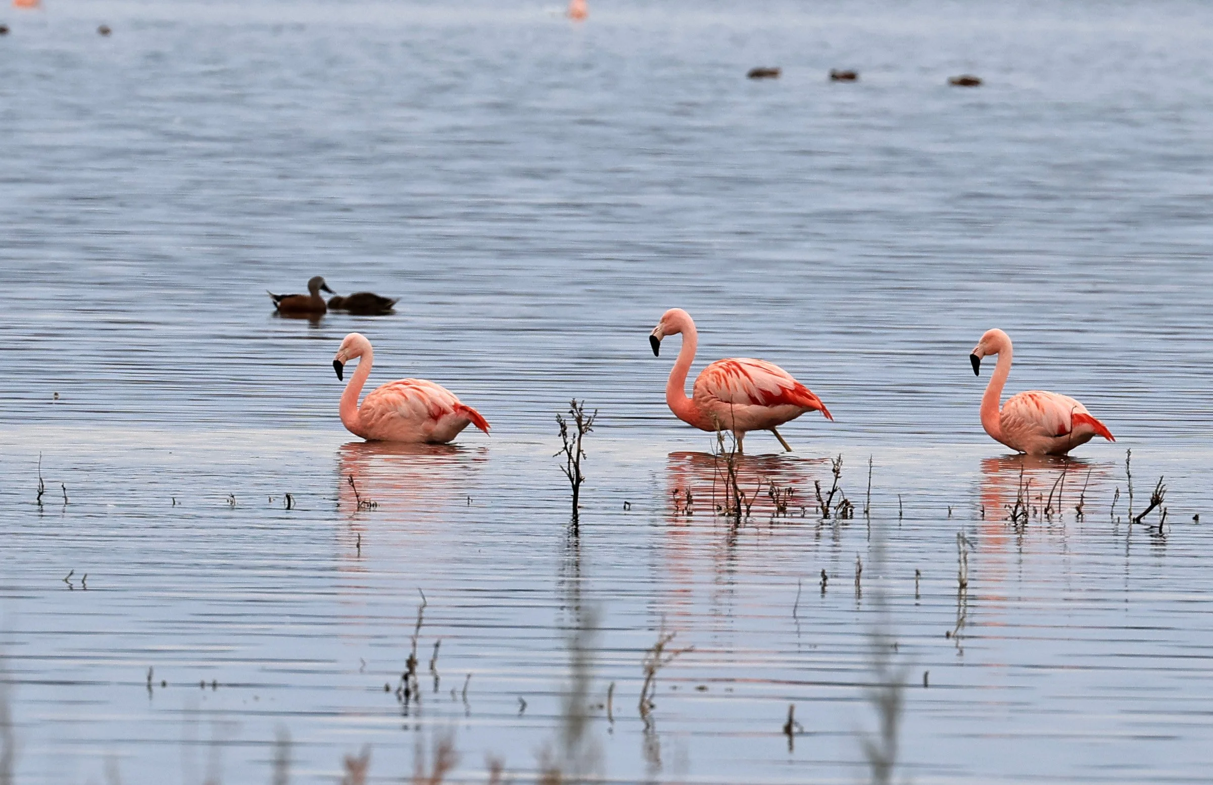 Chilean Flamingo (Phoenicopterus chilensis) Lagunas del Ornitólogo, Trelew Argentina (97).jpg