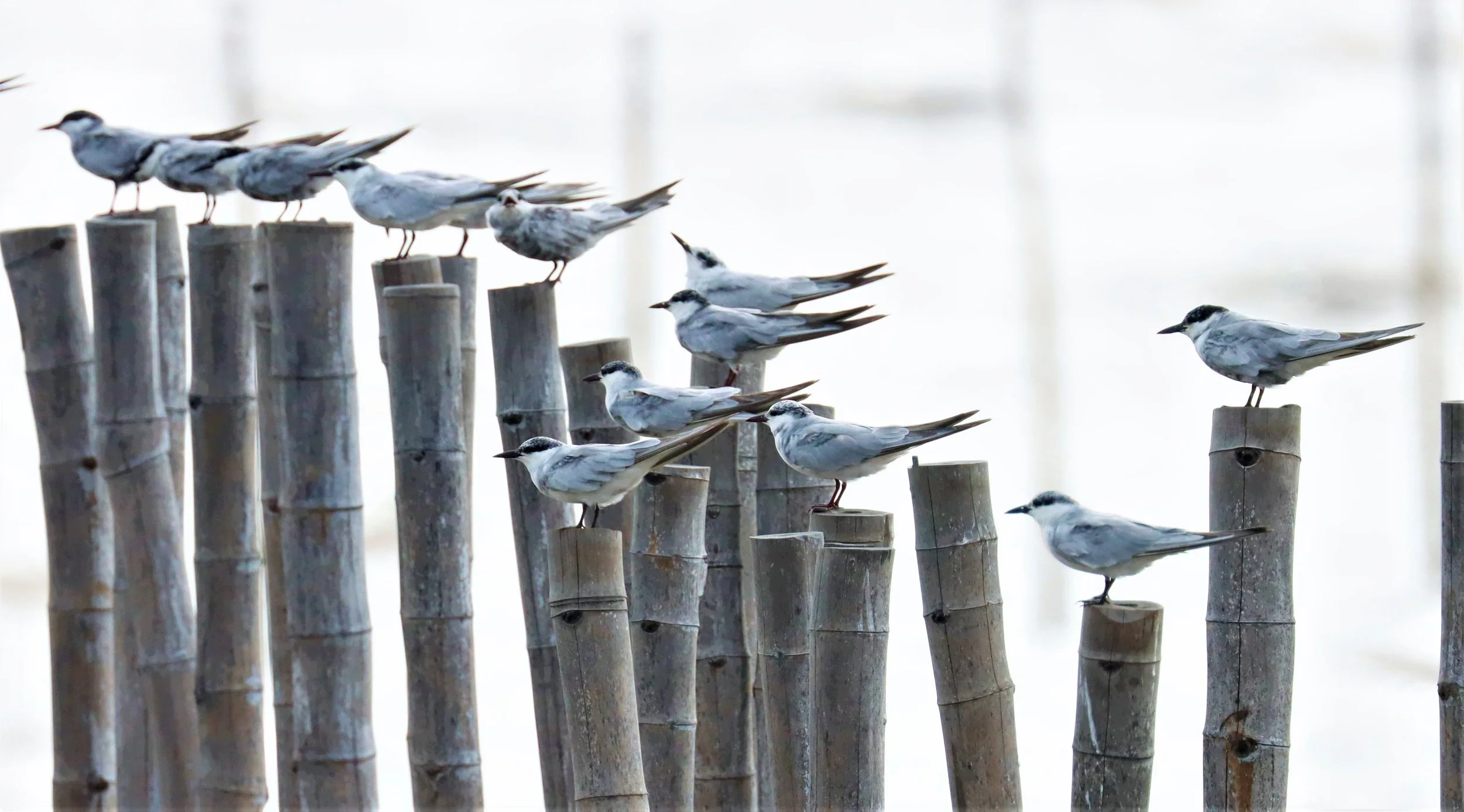 TERN - WHISKERED TERN - Chlidonias hybridus - BANG PU SEPT 22 2021 (2).jpg