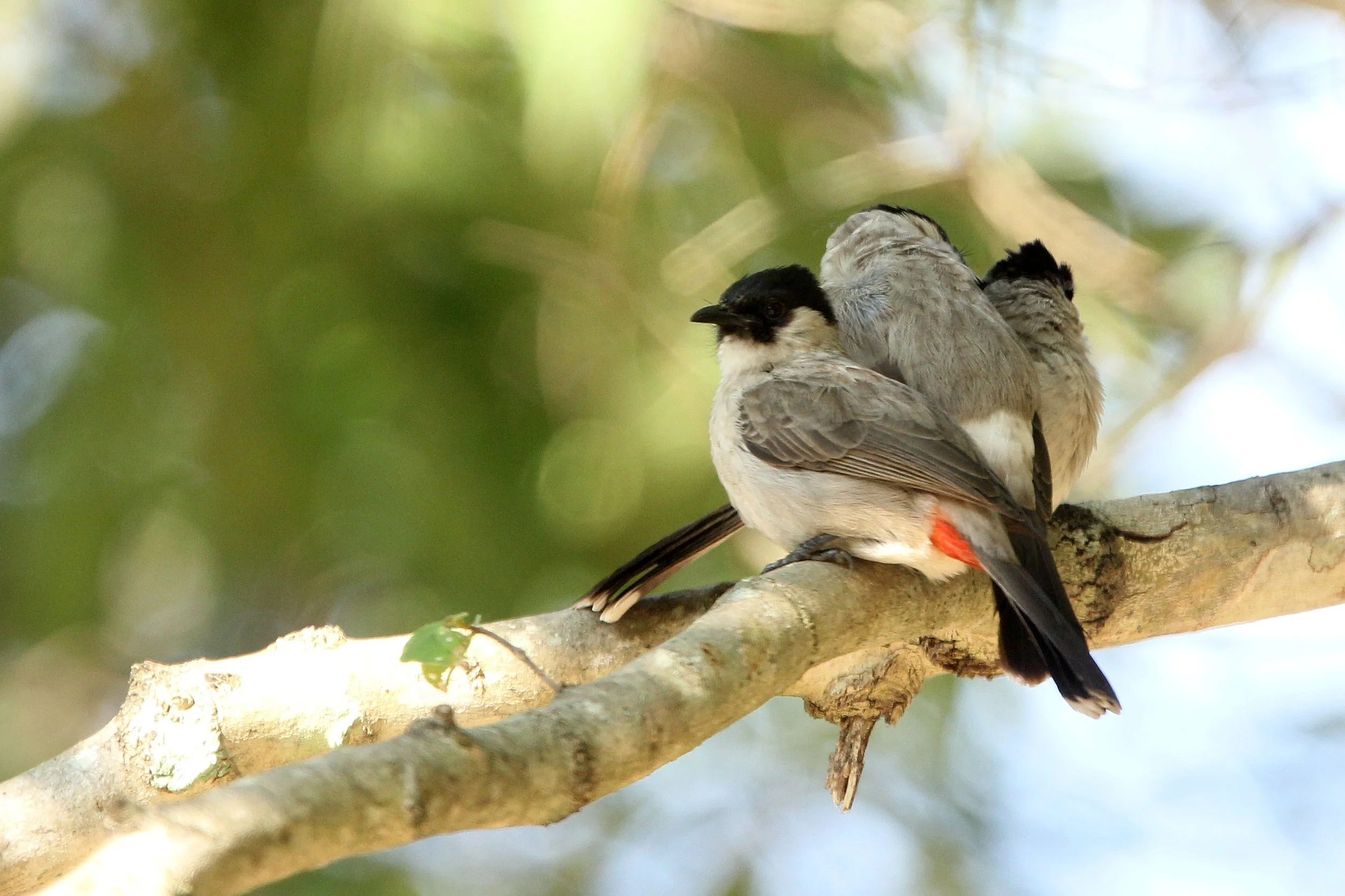 BULBUL - SOOTY-HEADED BULBUL - Pycnonotus aurigaster - HUAI KHA KHAENG NWS THAILAND (18).JPG