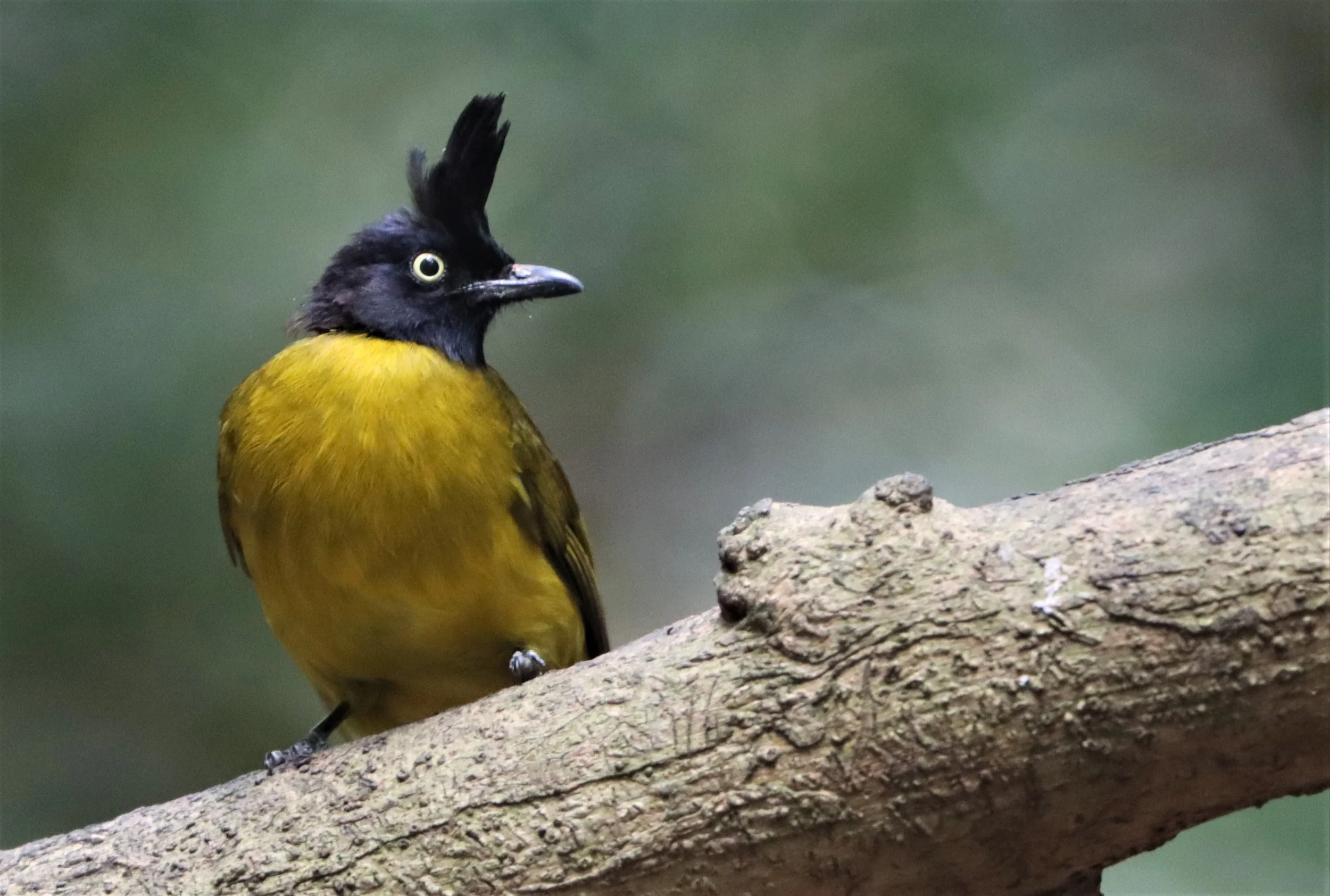 BULBUL - BLACK-CRESTED BULBUL - Pycnonotus melanicterus - KAENG KRACHAN NP THAILAND (66).jpg