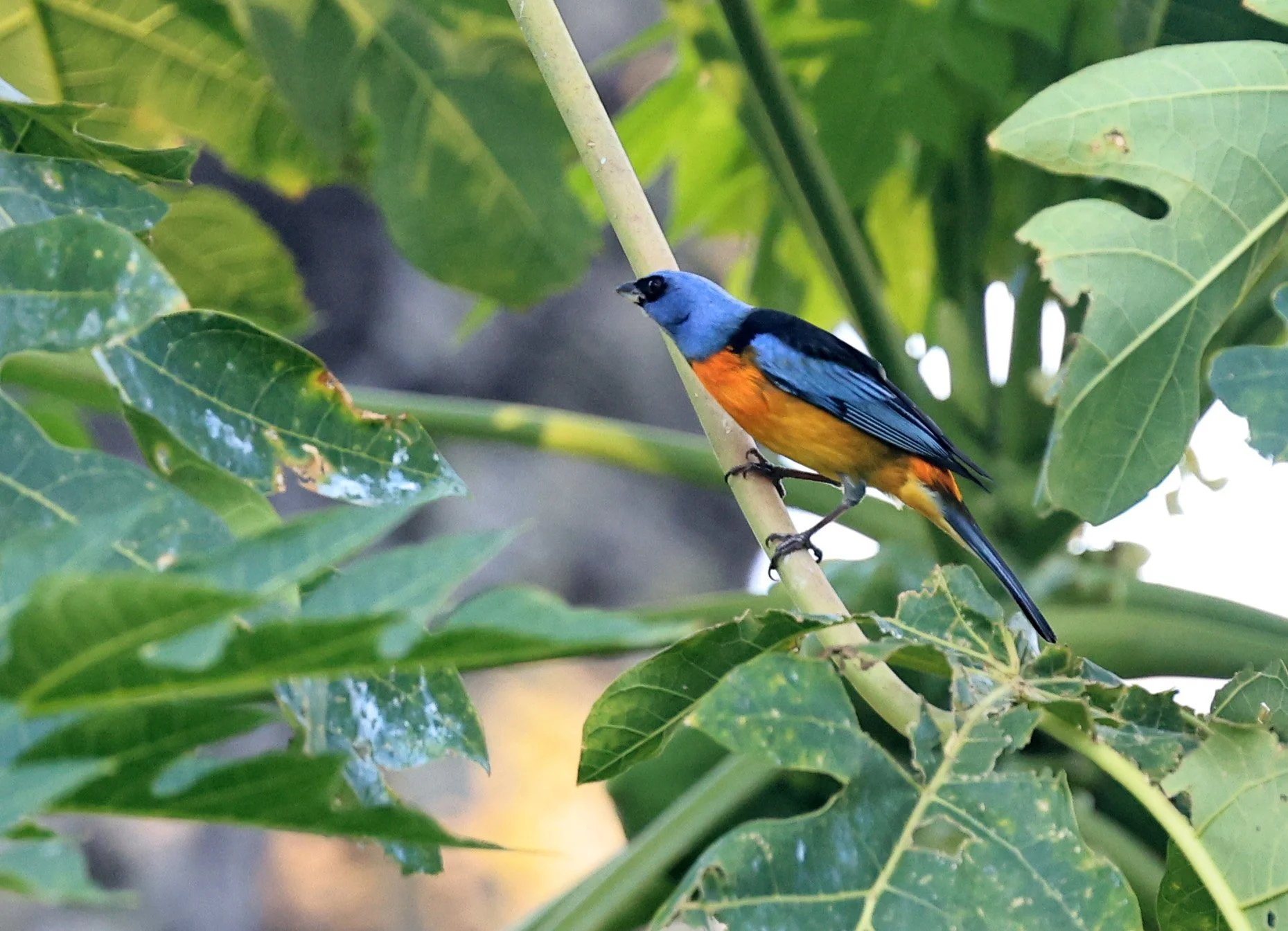 Blue-and-yellow Tanager (Thraupis bonariensis) Estancia Campo'i Paraguay (8).jpg