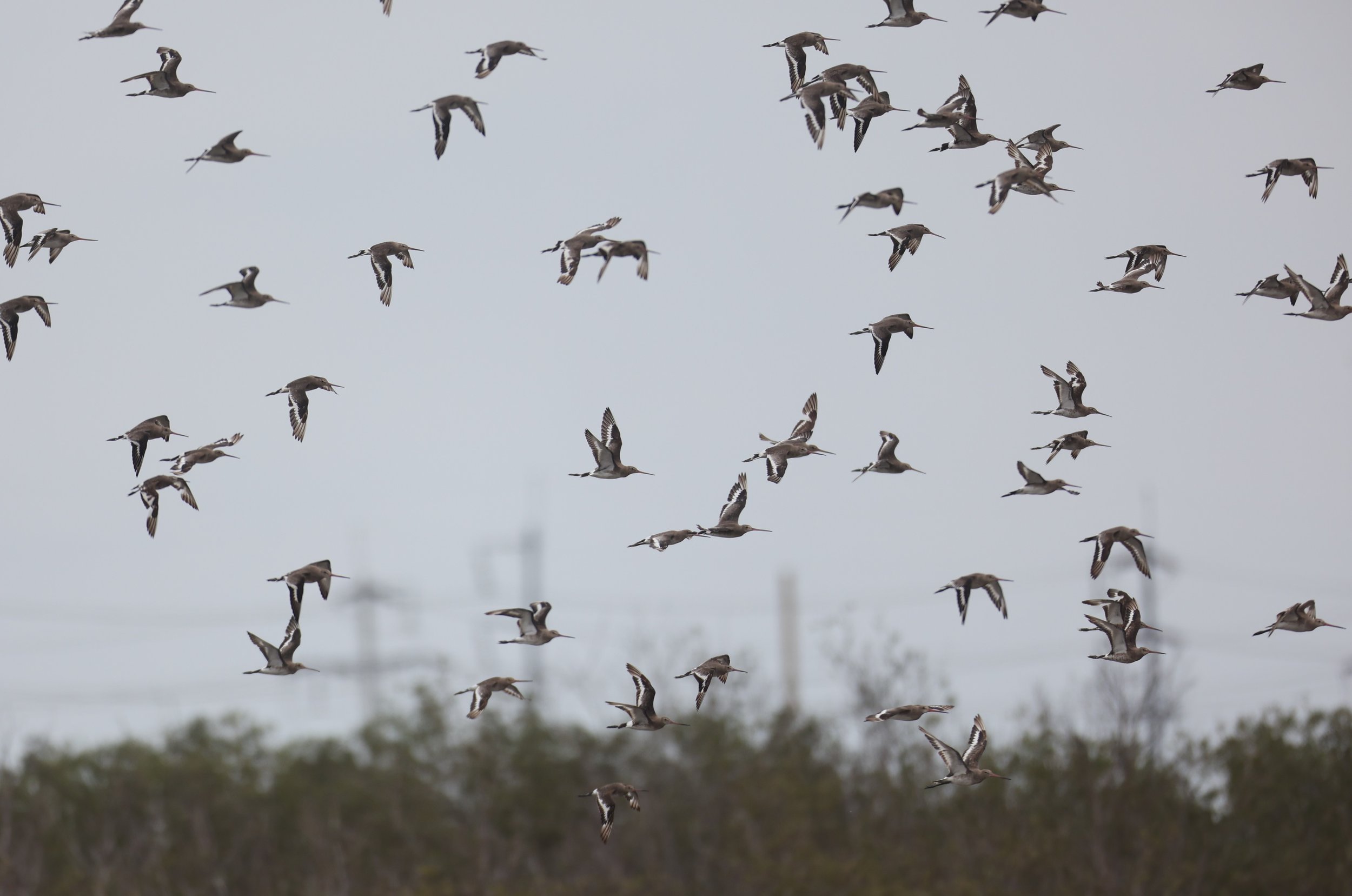 GODWIT - BLACK-TAILED GODWIT - Limosa limosa - BANG PU FOREST RESERVE SEPT 12 2021 (15).jpg