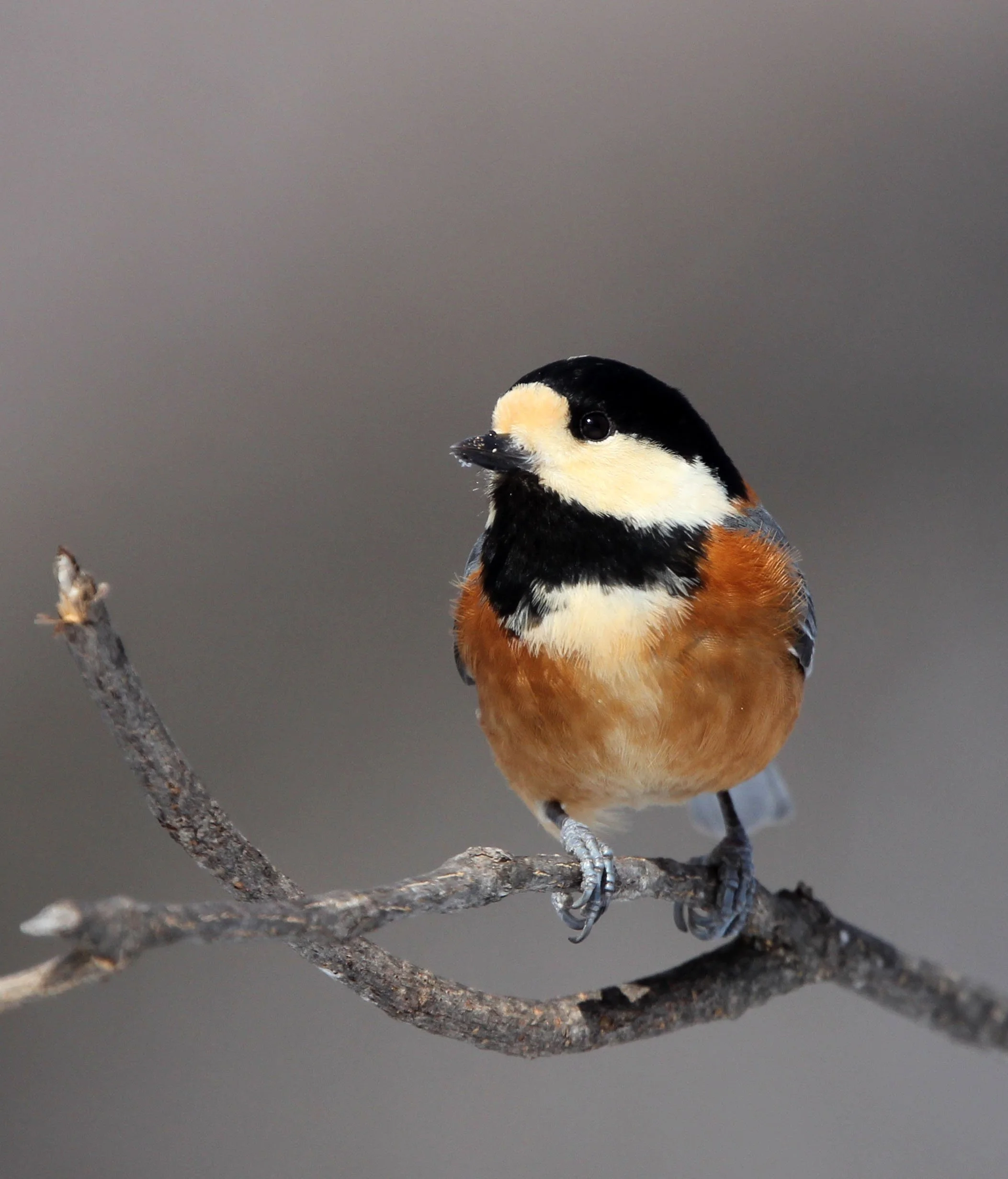Varied Tit (Sittiparus varia) Kinohiroba Park, Abashiri Hokkaido, Japan (1).JPG