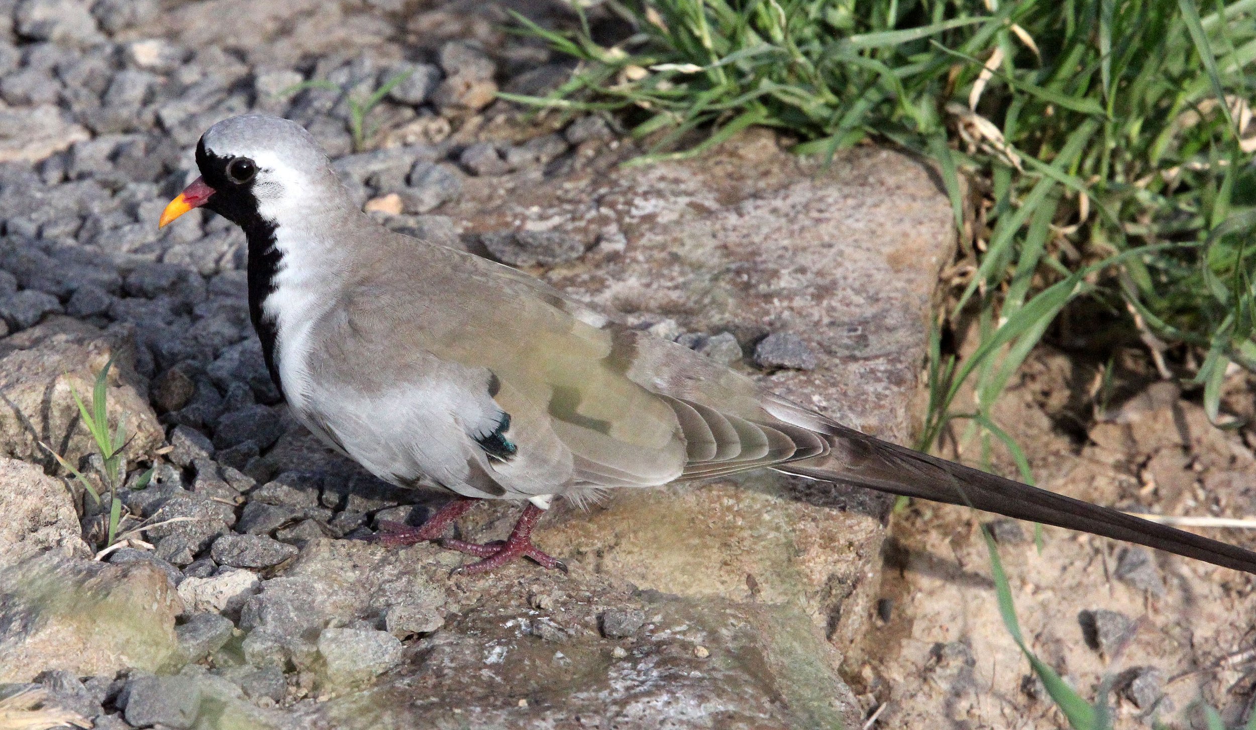 Namaqua Dove (Oena capensis) Ali Dege Plains Ethiopia (1).JPG