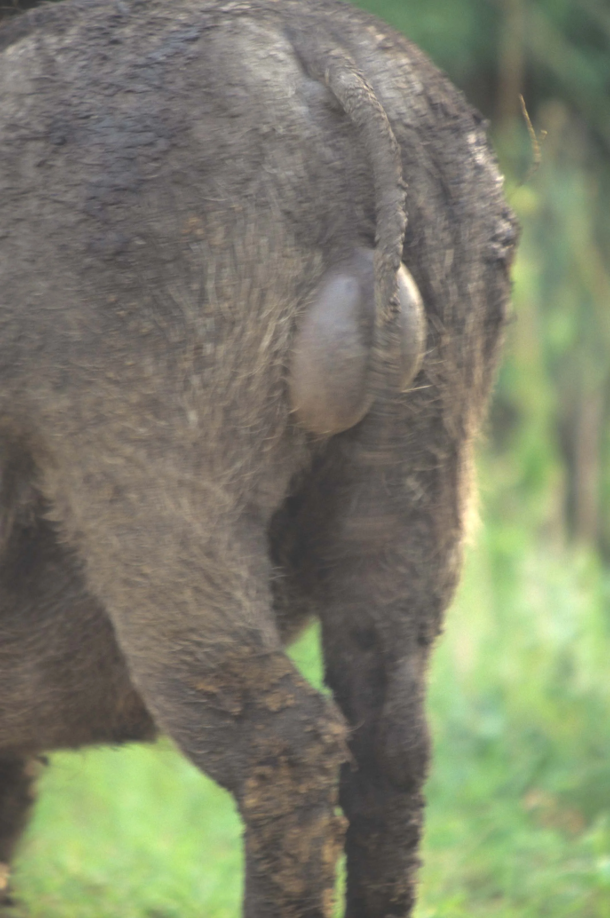 SUIDAE - WARTHOG-UGANDA (7).jpg