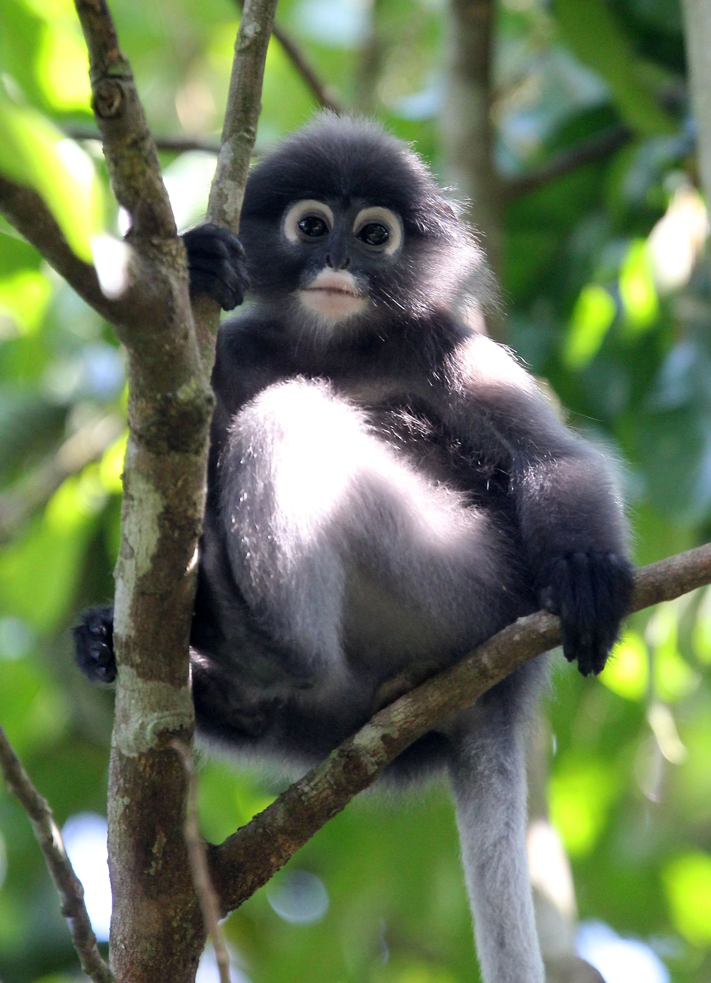 CERCOPITHECIDAE - Trachypithecus obscurus flavicauda - BLOND-TAILED (DUSKY) LANGUR - KAENG KRACHAN  NATIONAL PARK THAILAND (9).JPG