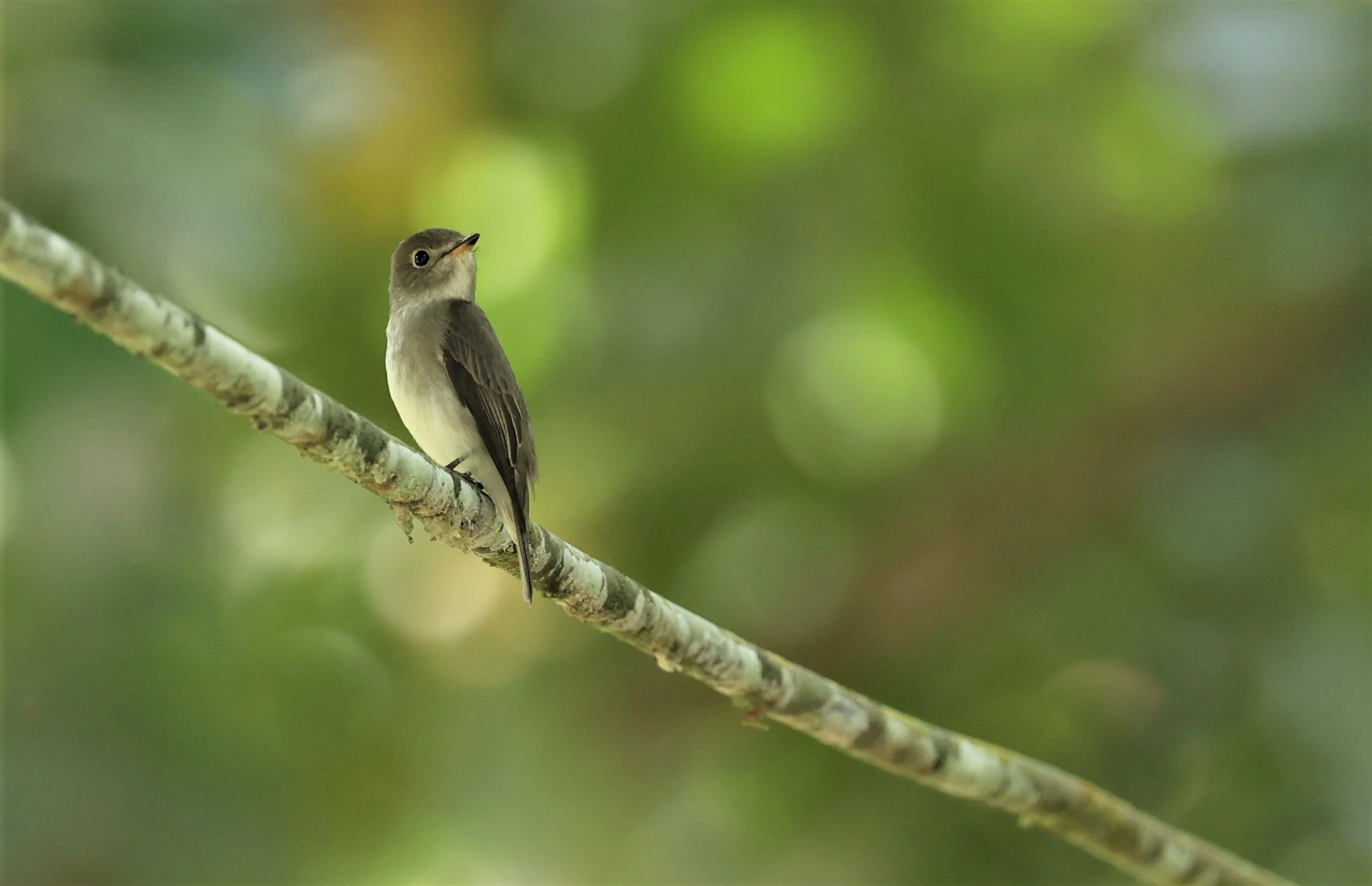 FLYCATCHER - ASIAN BROWN FLYCATCHER - Muscicapa dauurica - KRUNG CHING, KHAO LUANG NP, JAN 2022 (13).jpg