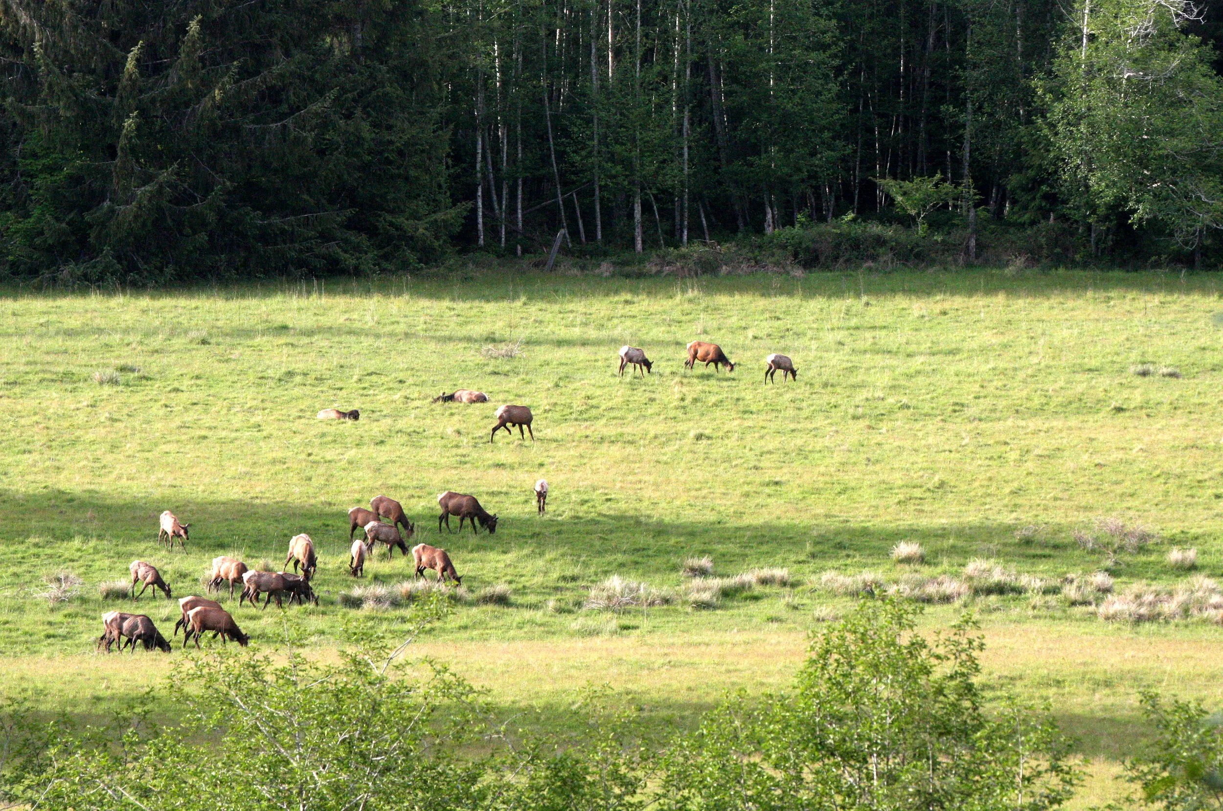 CERVID - ELK - ROOSEVELT ELK - WEST END HERD NEAR HOH RIVER WA (4).JPG