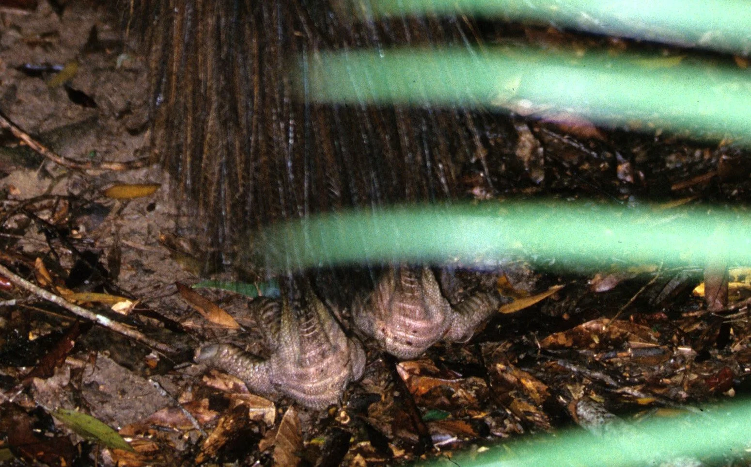 BIRD - SOUTHERN CASSOWARY - DAINTREE RAINFOREST L1.jpg
