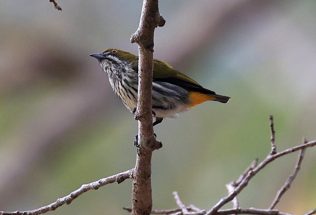 Yellow-vented Flowerpecker (Dicaeum chrysorrheum) Kaeng Krachan National Park ESS Expedition 2026 (4).jpg