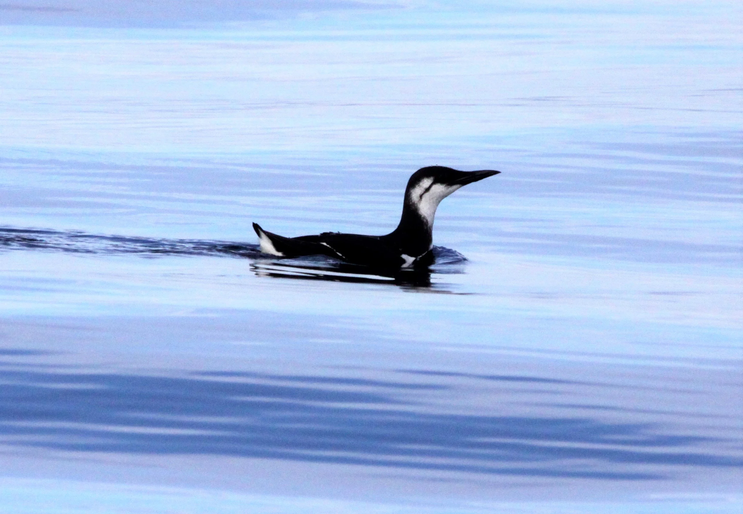 Uria aalge - COMMON MURRE - PORT ANGELES HARBOR aa.jpg