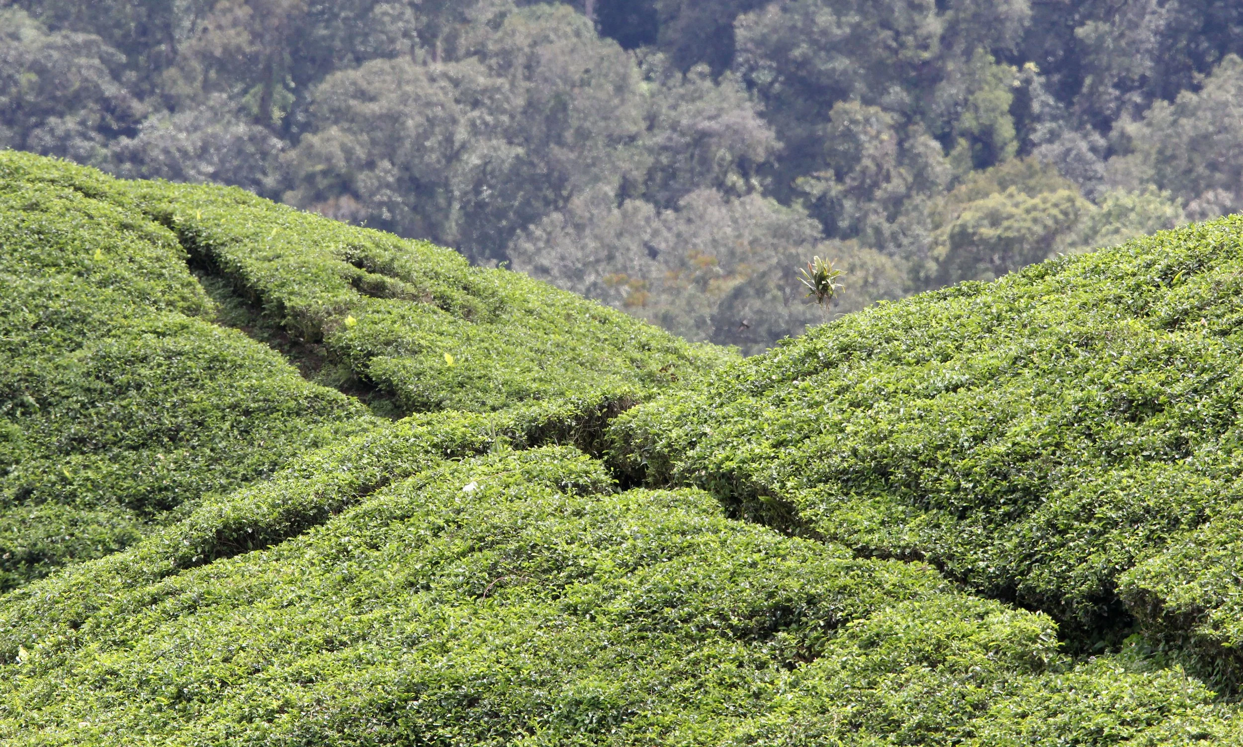 HALIMUN NATIONAL PARK JAVA BARAT INDONESIA (34).JPG