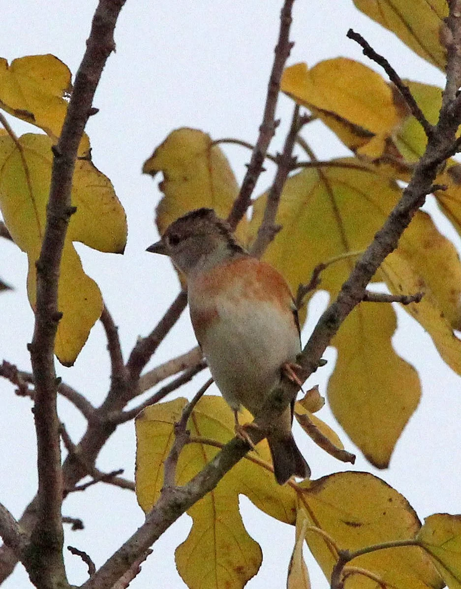 Brambling (Fringilla montifringilla) Poyang Lake, Jiangxi Province, China (8).JPG
