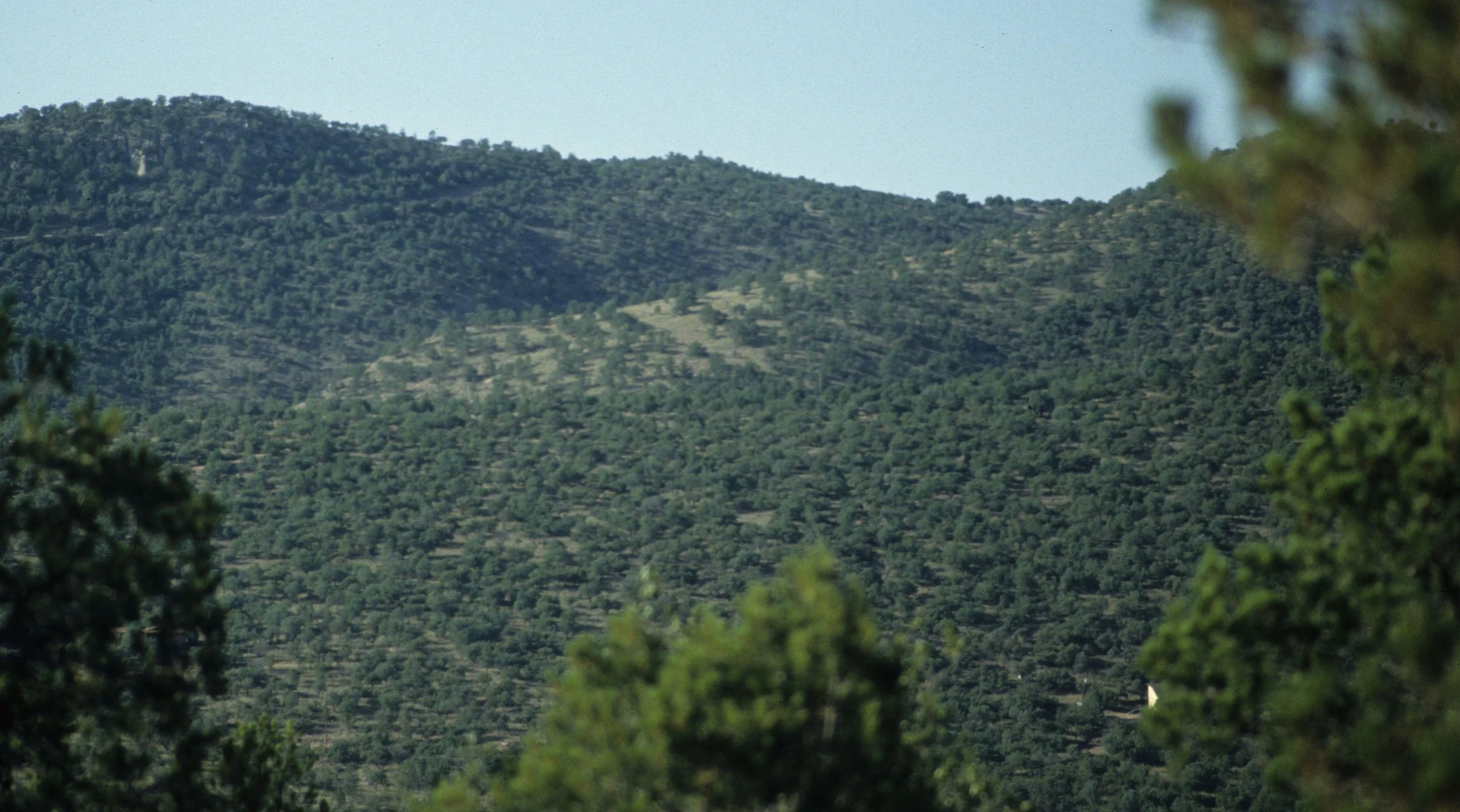 ARIZONA - MADERA CANYON - QUERCUS WOODLAND.jpg