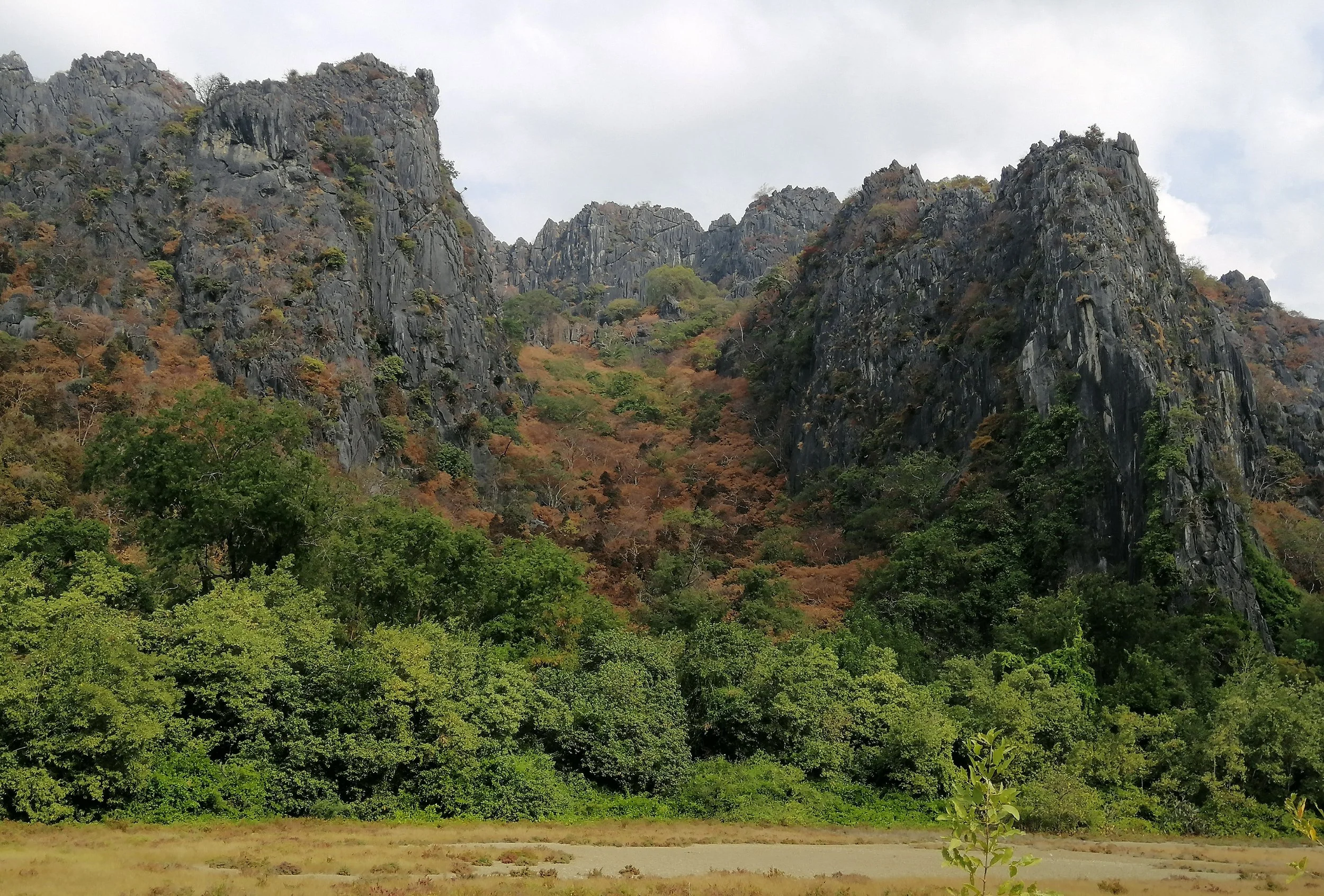 Dipterocarpus tuberculatus (Hae-yong): Known for changing to a distinct rusty-brown or brownish-red color before dropping leaves. Shorea obtusa (Teng): Leaves frequently turn a deep, vibrant brown or reddish-brown. Gluta usitata (Rak-luk): Often show