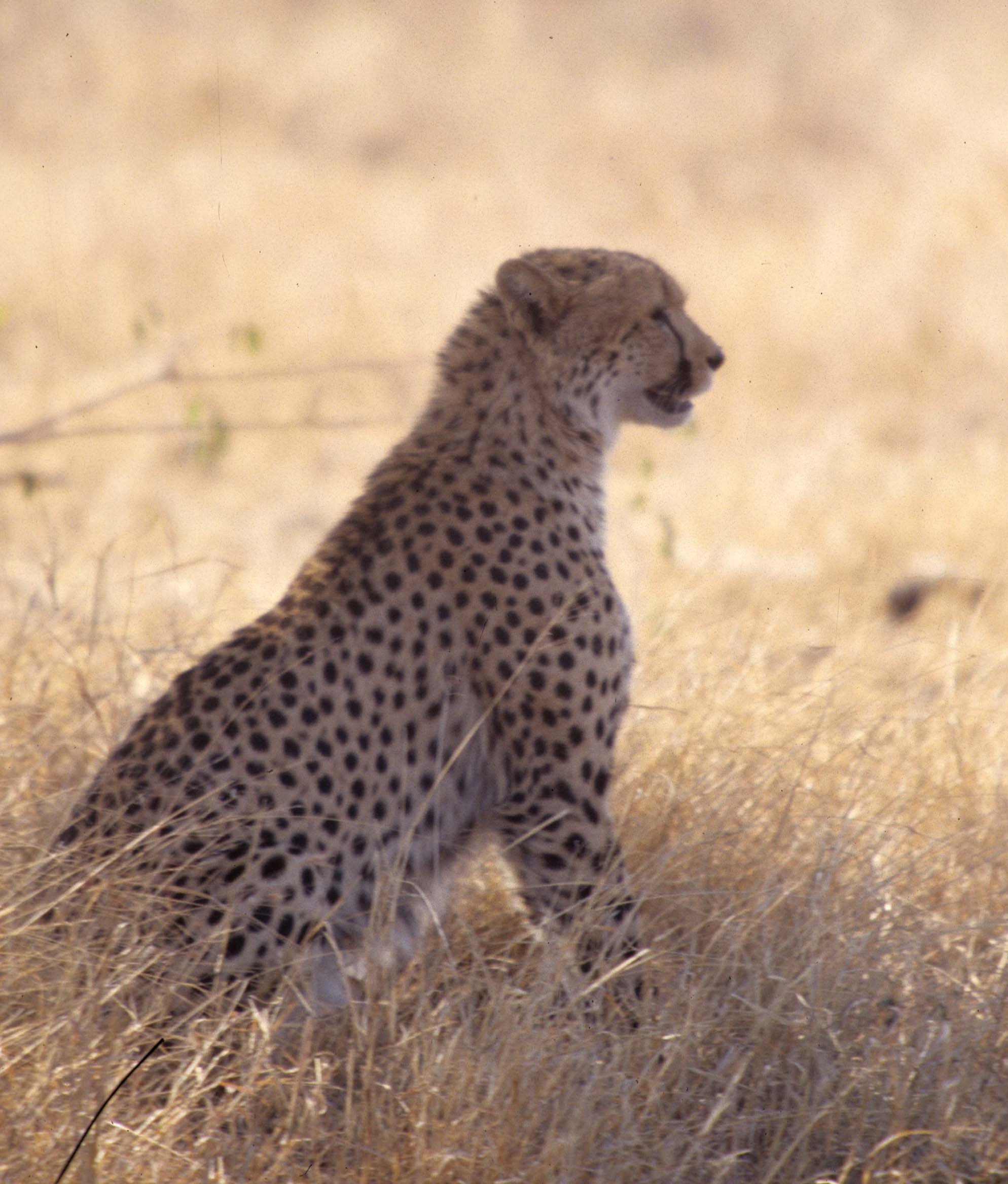 FELID - CHEETAH - KRUGER (12).jpg
