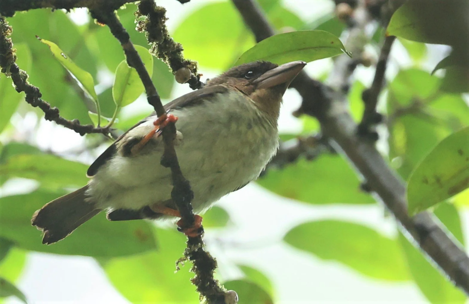 BARBET - BROWN BARBET - Caloramphus fuliginosus - HALA BALA WILDLIFE SANCTUARY APRIL 2022 (7).jpg