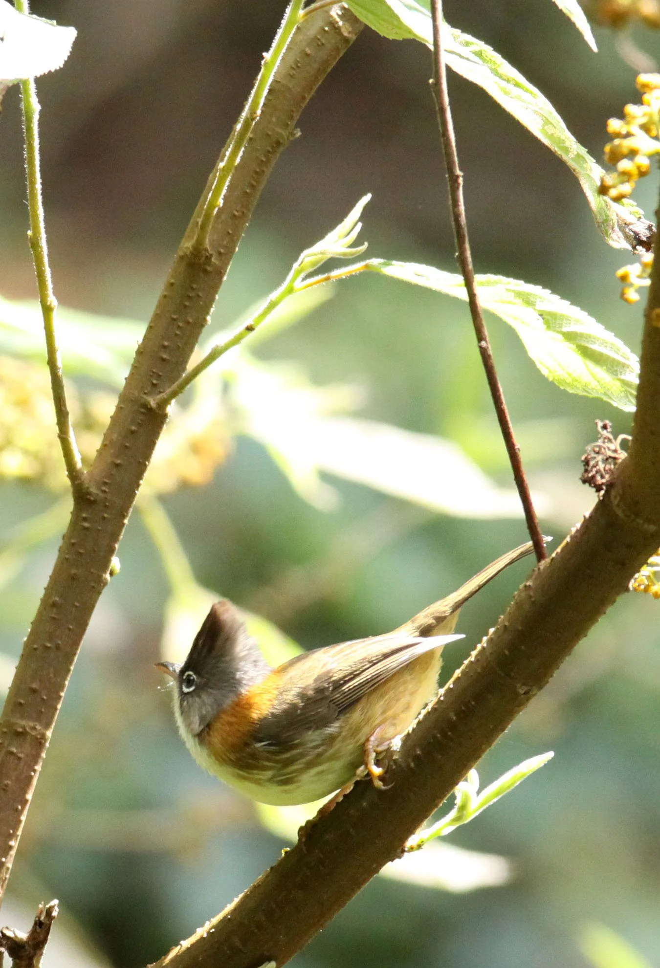 Whiskered Yuhina (Yuhina flavicollis) Wuliangshan Yunnan China (5).JPG