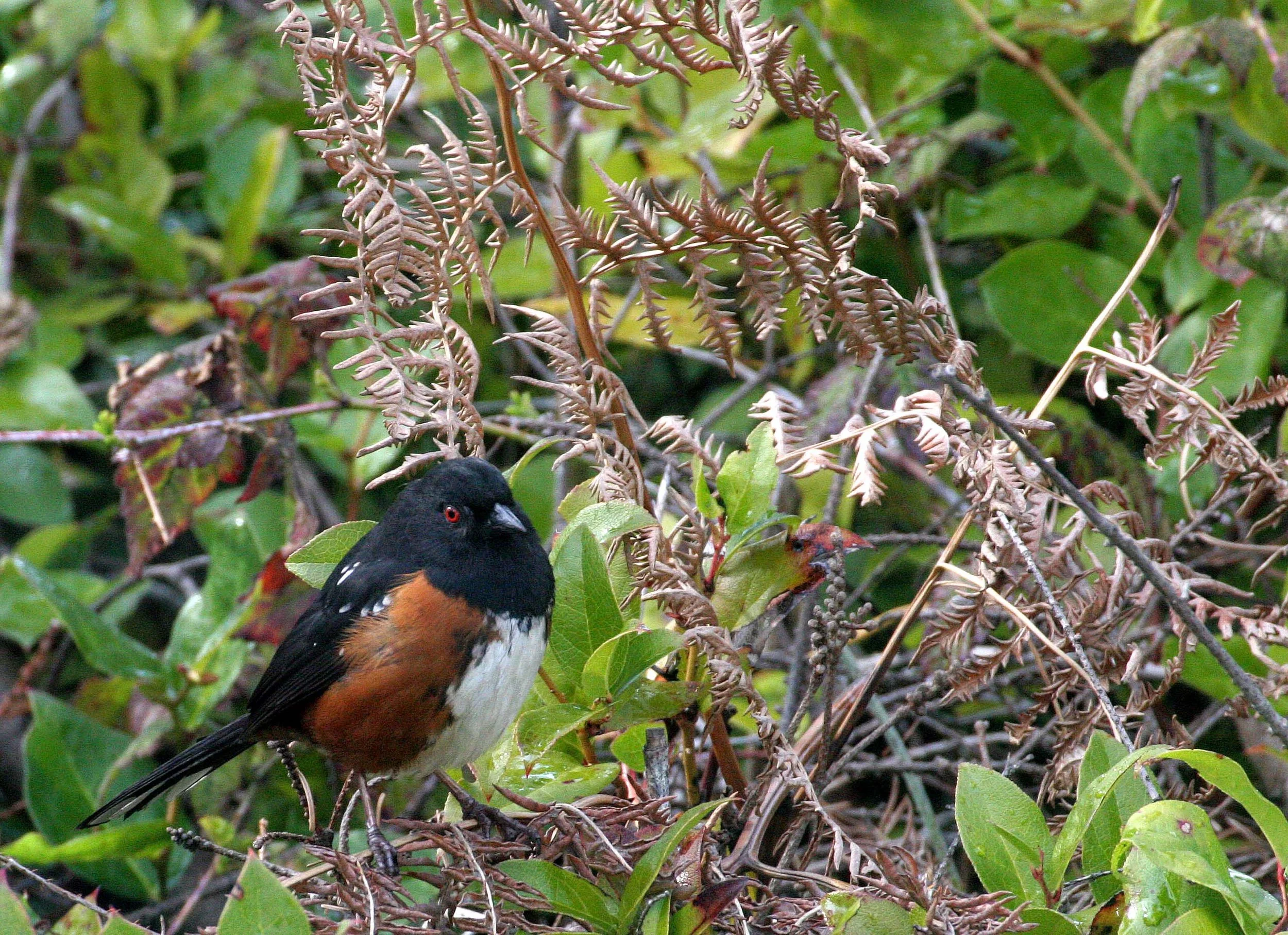 Spotted Towhee (Pipilo maculatus) Port Angeles Washington (1).jpg