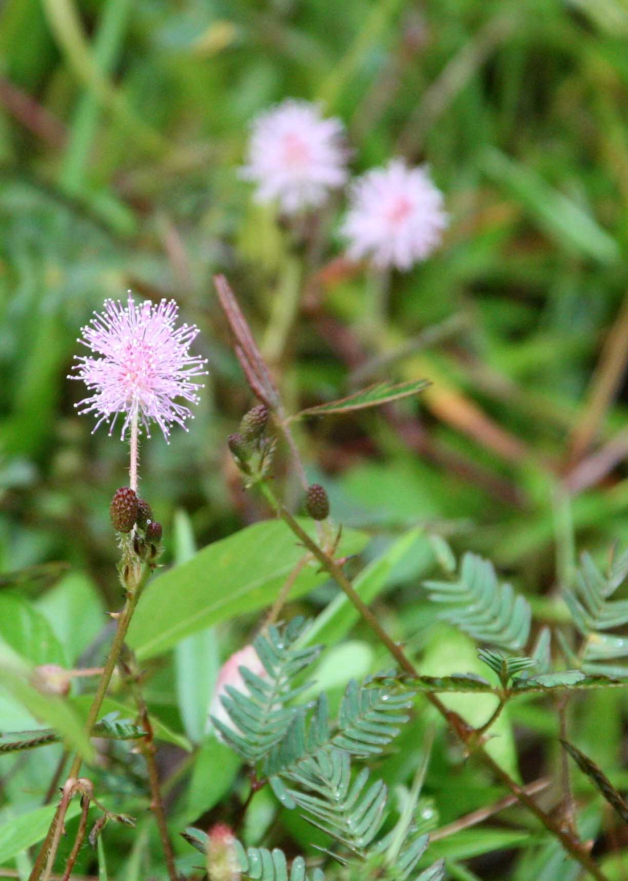 CAT TIEN NATIONAL PARK VIET NAM (23).JPG