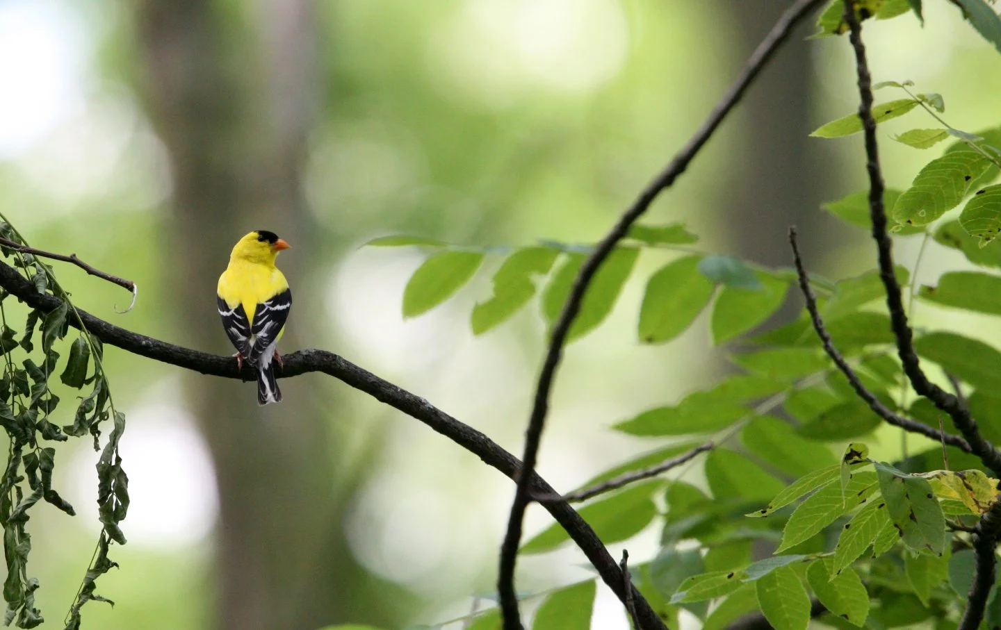 American Goldfinch (Spinus tristis) Lincoln Marsh Illinois (4).JPG