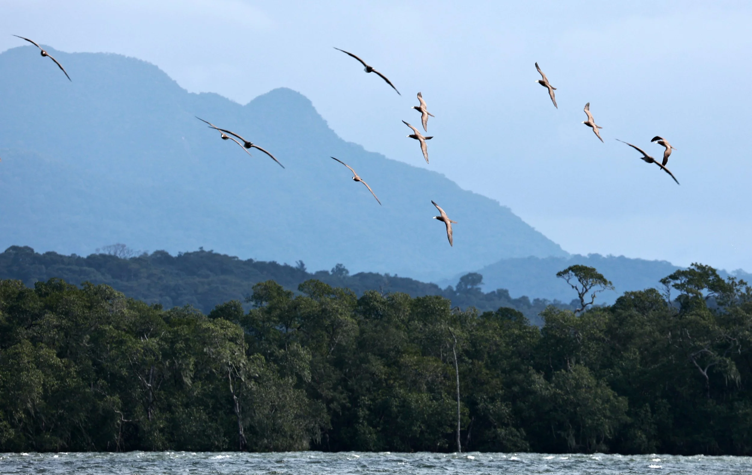 Brown Booby (Sula leucogaster) Superagüi National Park, Brazil (8).jpg