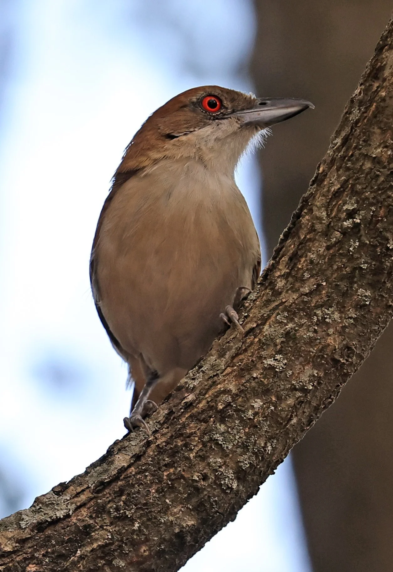 Great Antshrike (Taraba major) Hotel Campestre Iparoma Paraguay (2).jpg