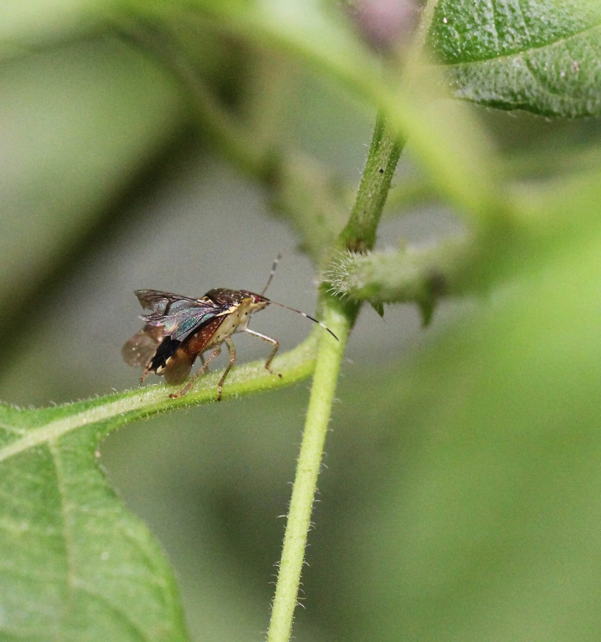 Hemiptera species 8 - Sigiriya Forest, Sri Lanka 