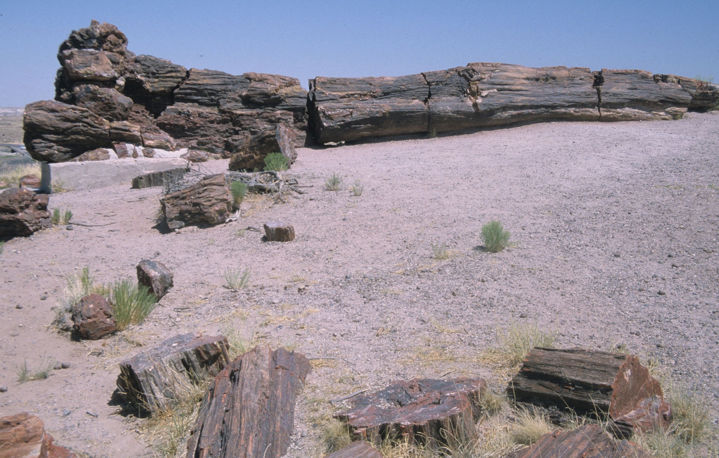 ARIZONA - PETRIFIED FOREST C.jpg