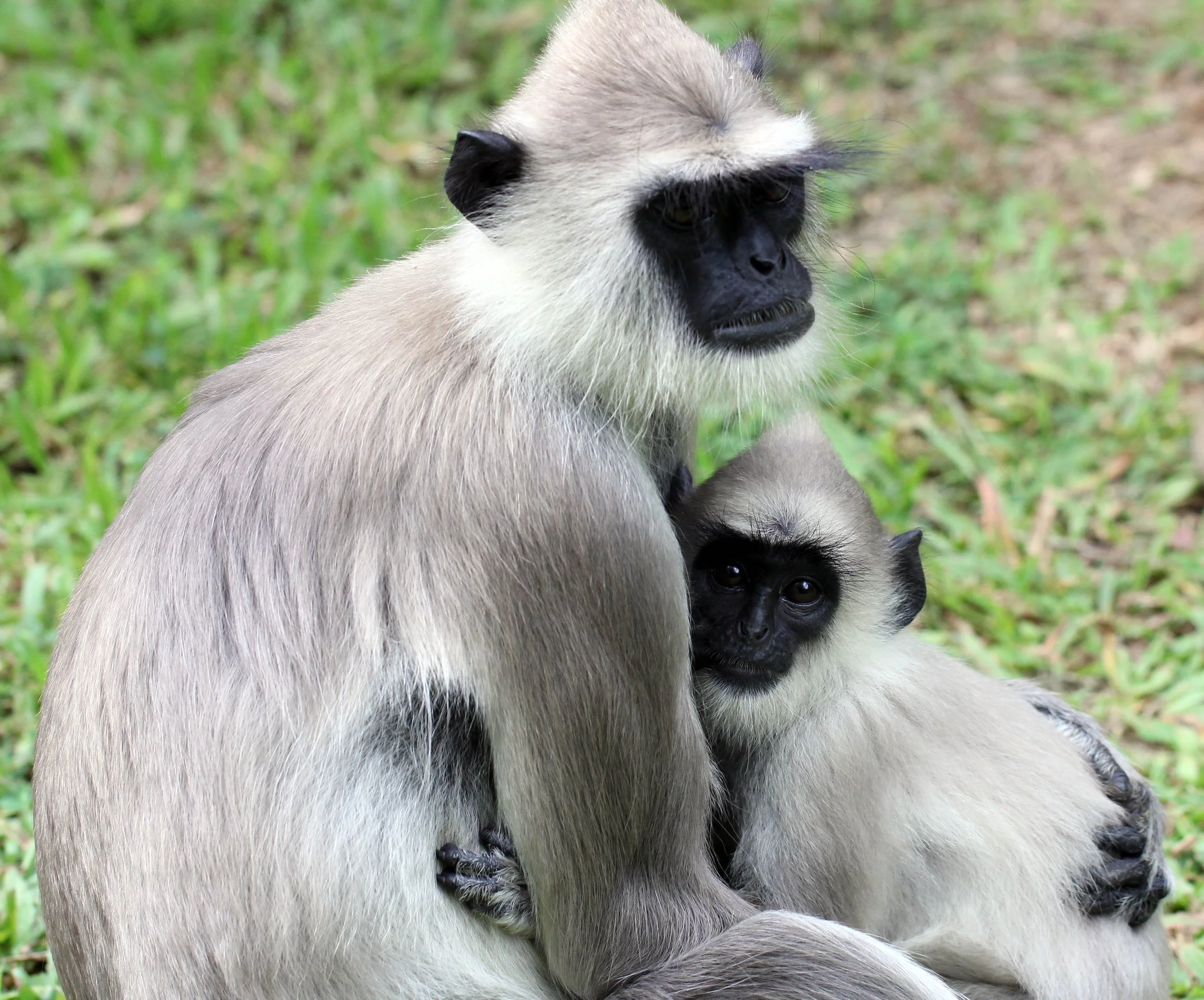CERCOPITHECIDAE - Semnopithecus priam thersites - SRI LANKAN GRAY (TUFTED) LANGUR - SRIGIRIYA FOREST AND FORTRESS AREA SRI LANKA (22).JPG