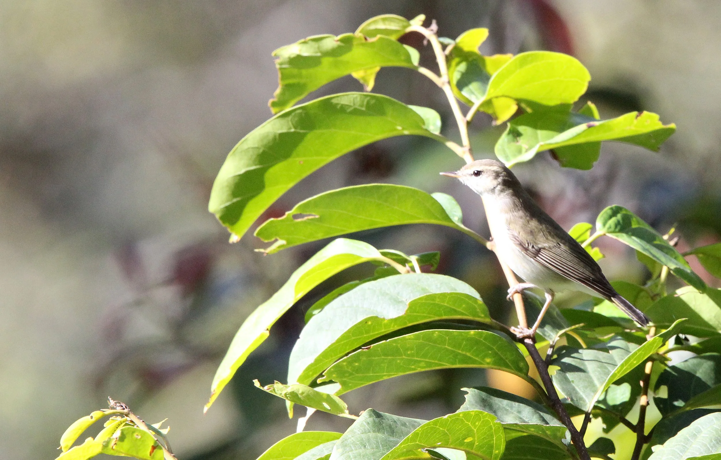 BIRD - WARBLER - GREENISH WARBLER - PAMPADUM SHOLA NATIONAL PARK KERALA INDIA (8).JPG
