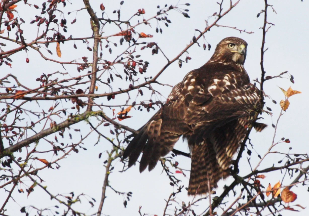 Buteo jamaicensis - RED-TAILED HAWK - JAMESTOWN WA (11).JPG