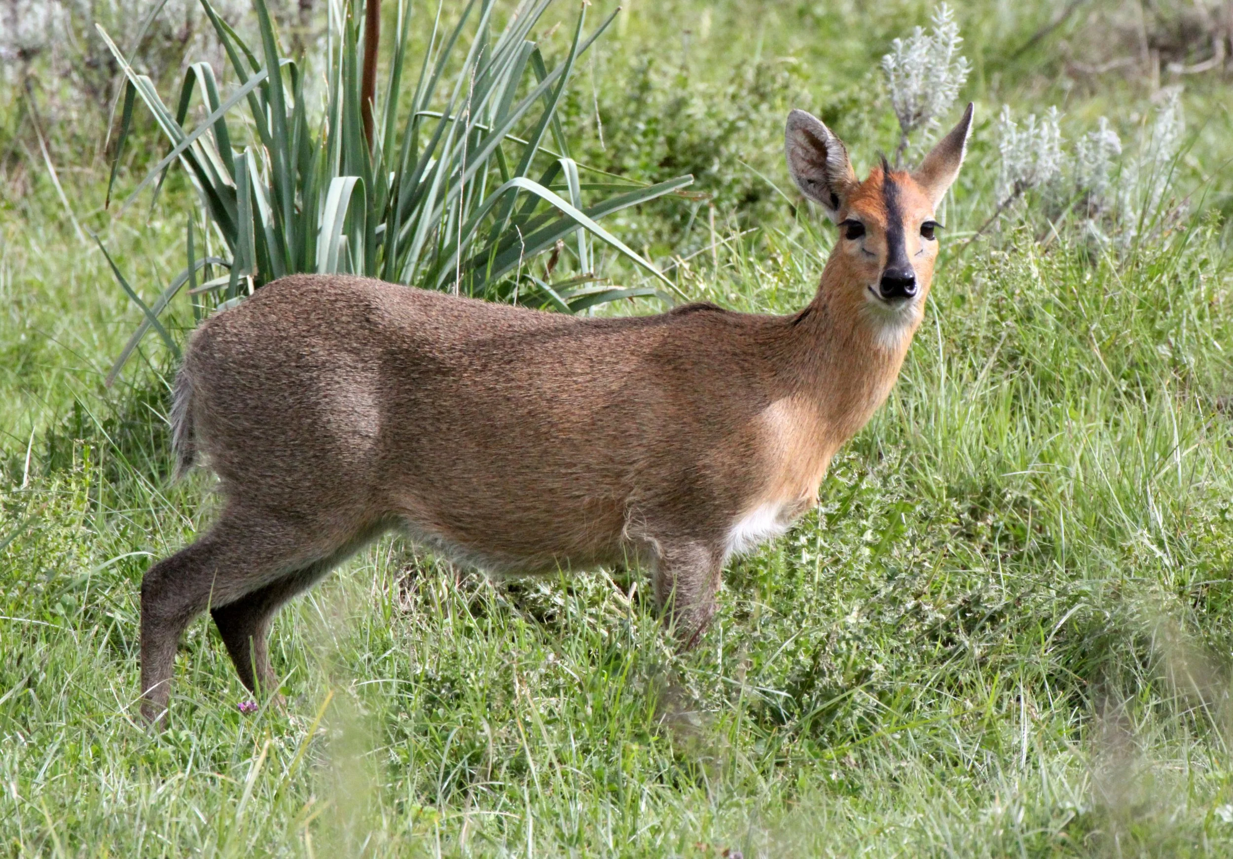 DUIKER - ETHIOPIAN RED DUIKER - Sylvicapra grimmia abyssinica - BALE MOUNTAINS NATIONAL PARK ETHIOPIA (10).JPG